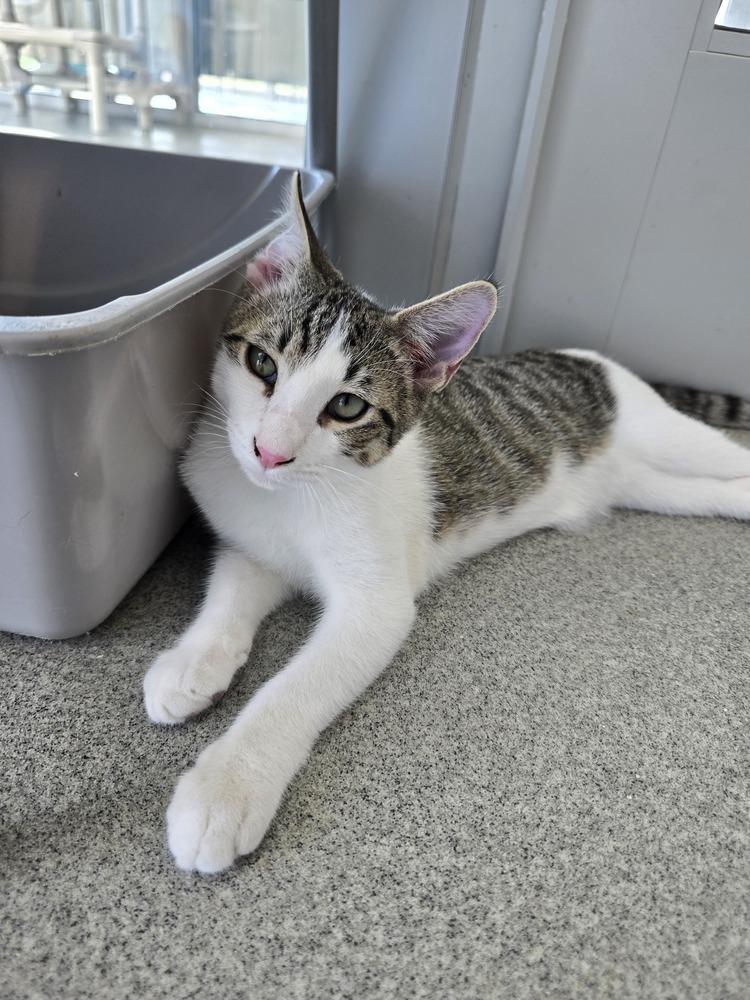 Enlarge Timmer, a Adoptable mixed breed in Wellington, KS image 4/6