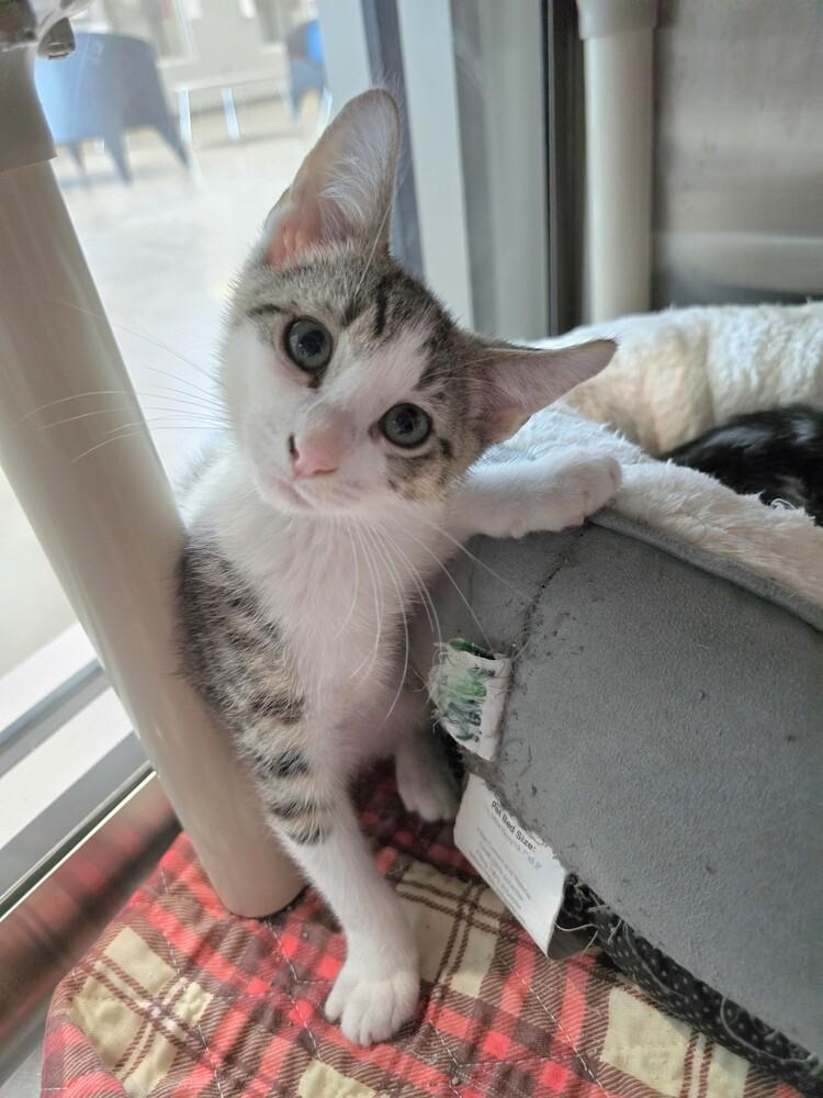 Enlarge Timmer, a Adoptable mixed breed in Wellington, KS image 5/6