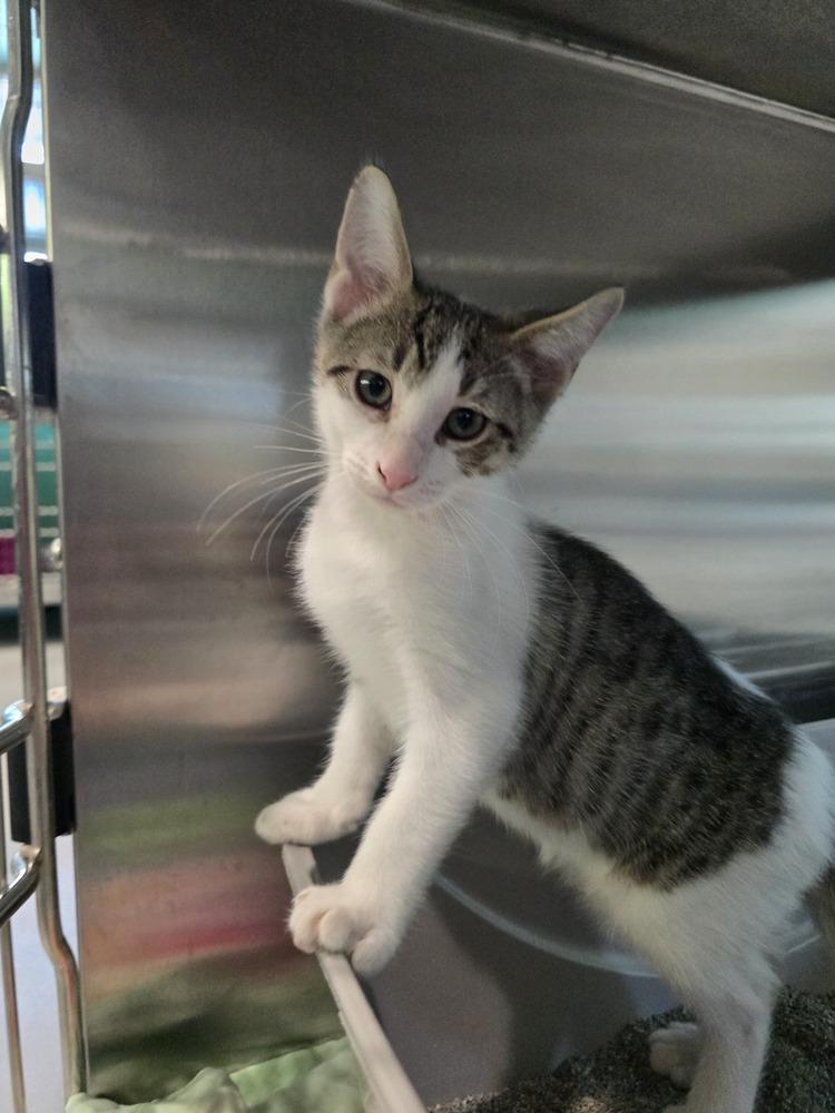 Enlarge Timmer, a Adoptable mixed breed in Wellington, KS image 6/6