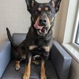 Napoleon, an adoptable Beauceron in Bentonville, AR, 72712 | Photo Image 1