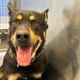 Napoleon, an adoptable Beauceron in Bentonville, AR, 72712 | Photo Image 5