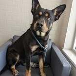 Napoleon, an adoptable Beauceron in Bentonville, AR, 72712 | Photo Image 3