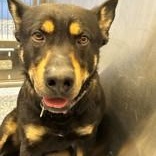 Napoleon, an adoptable Beauceron in Bentonville, AR, 72712 | Photo Image 4