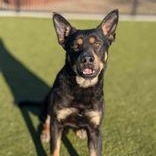 Napoleon, an adoptable Beauceron in Bentonville, AR, 72712 | Photo Image 2