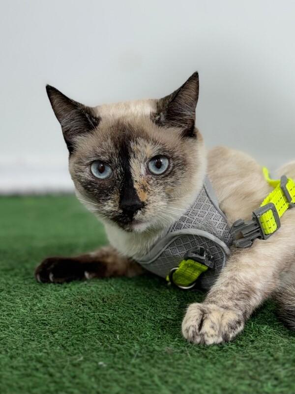 Lily, adopted, Kitten Female Siamese & Domestic Short Hair.
