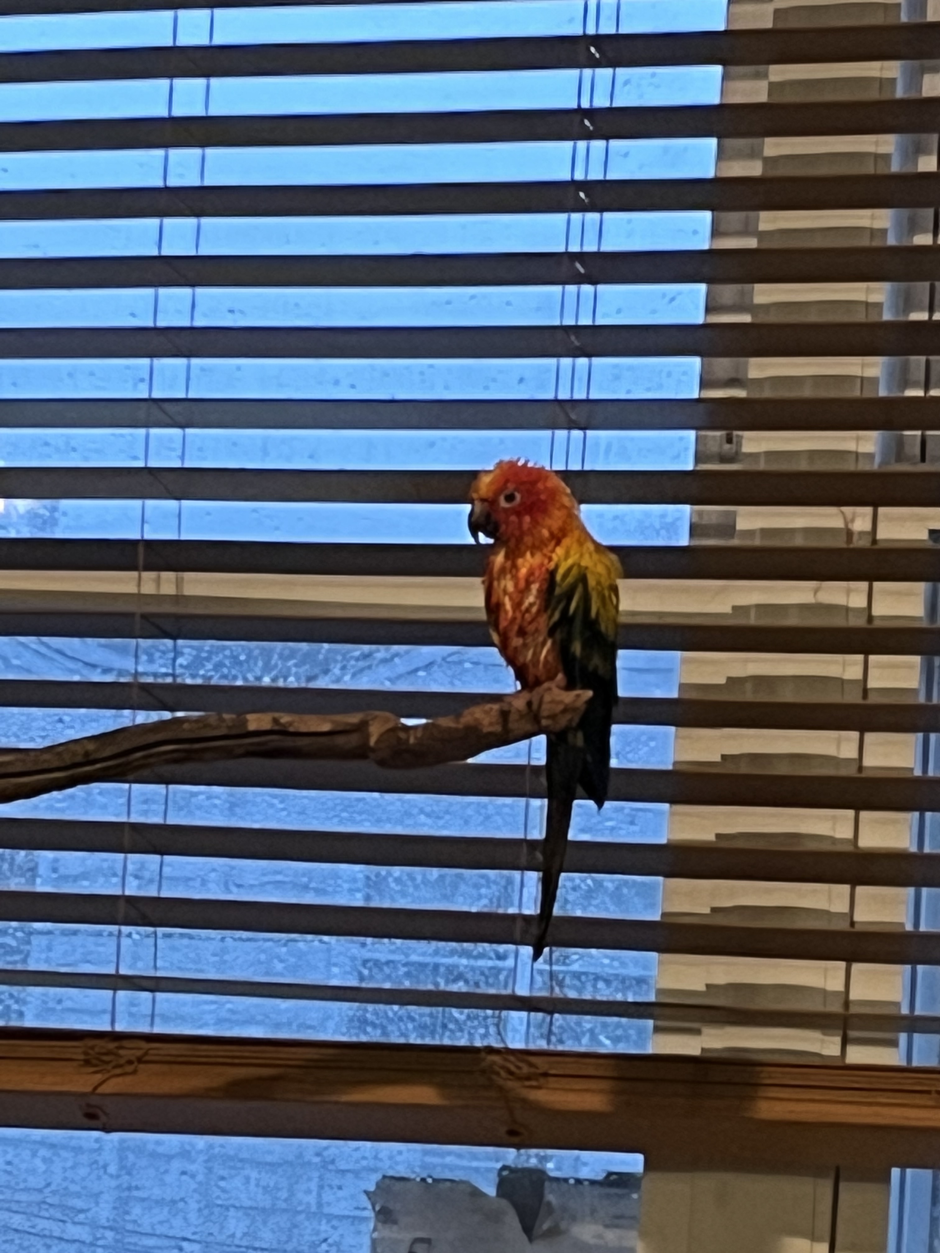 Mango, Adult Unknown Conure