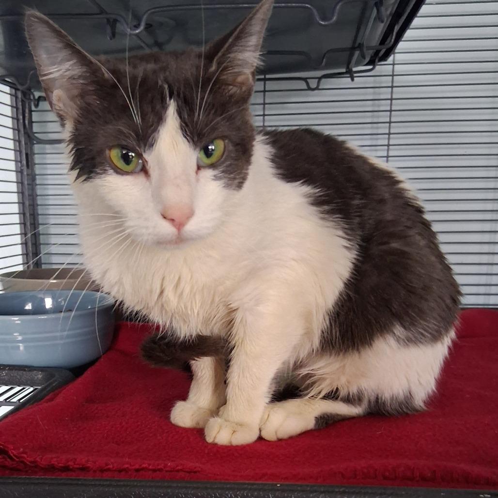 Lilac (26-2150), Adoptable, Young Female Domestic Short Hair.