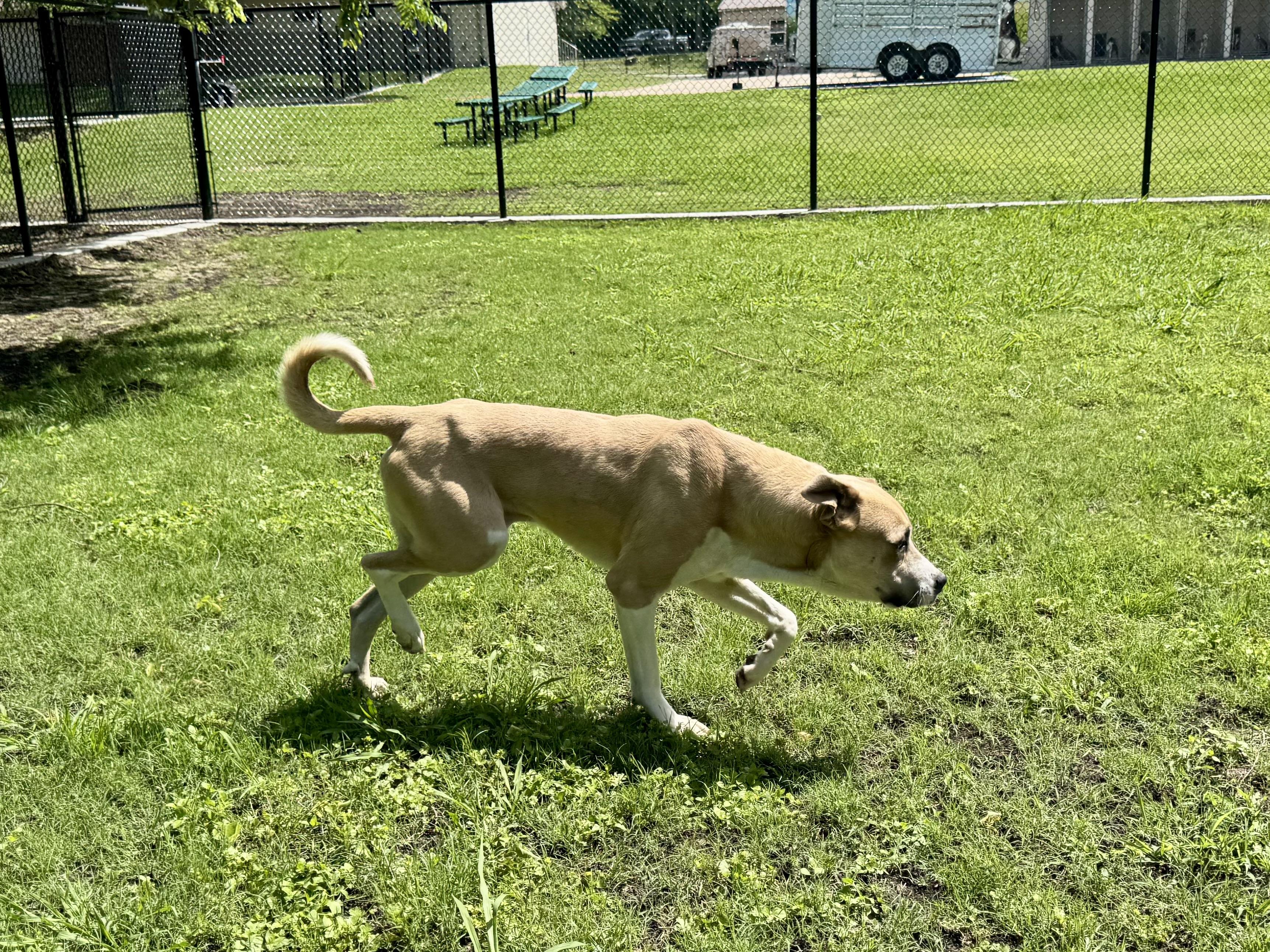 Enlarge Drake , a ADOPTABLE Anatolian Shepherd in Sherman, TX image 2/2