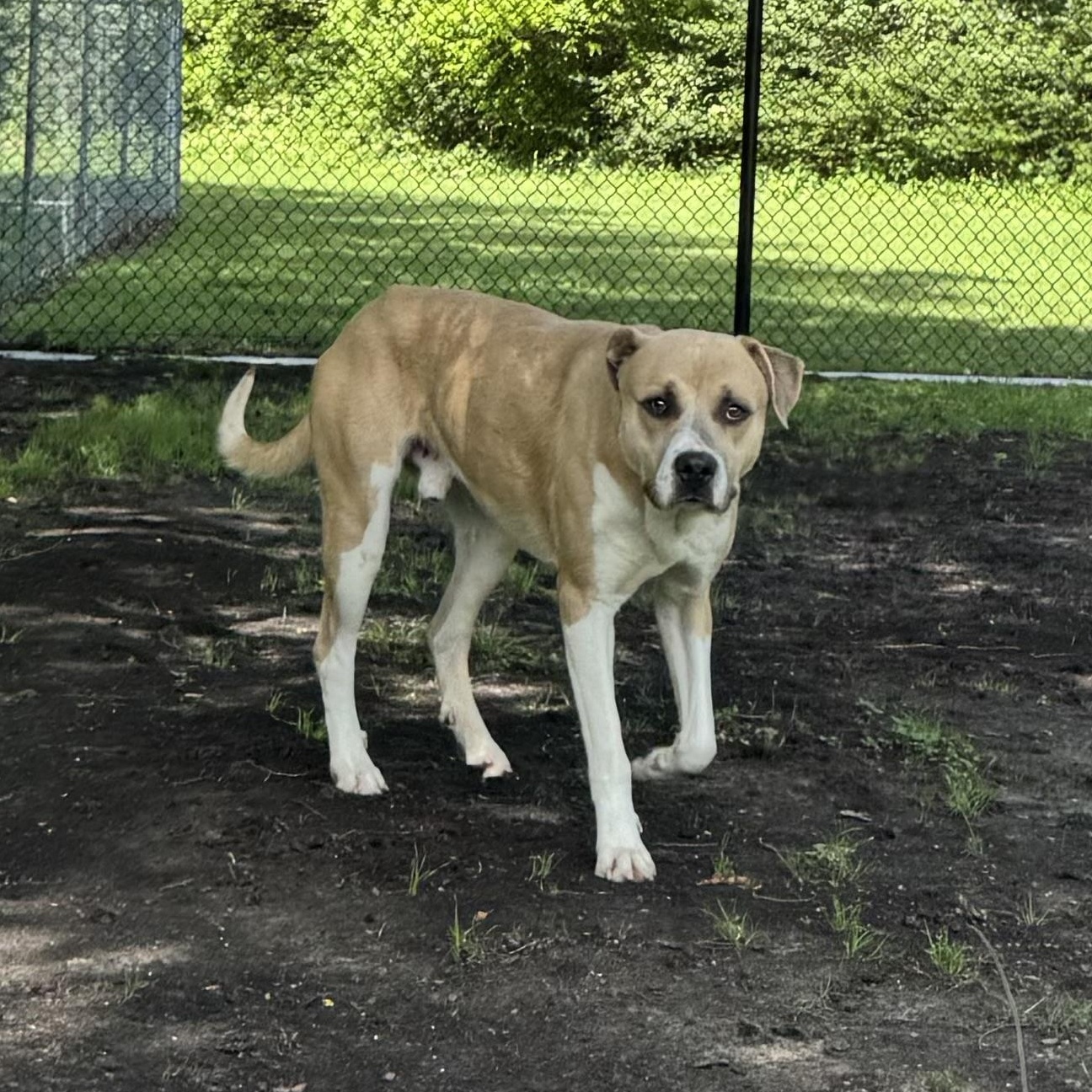 Drake , ADOPTABLE, Adult Male Anatolian Shepherd.