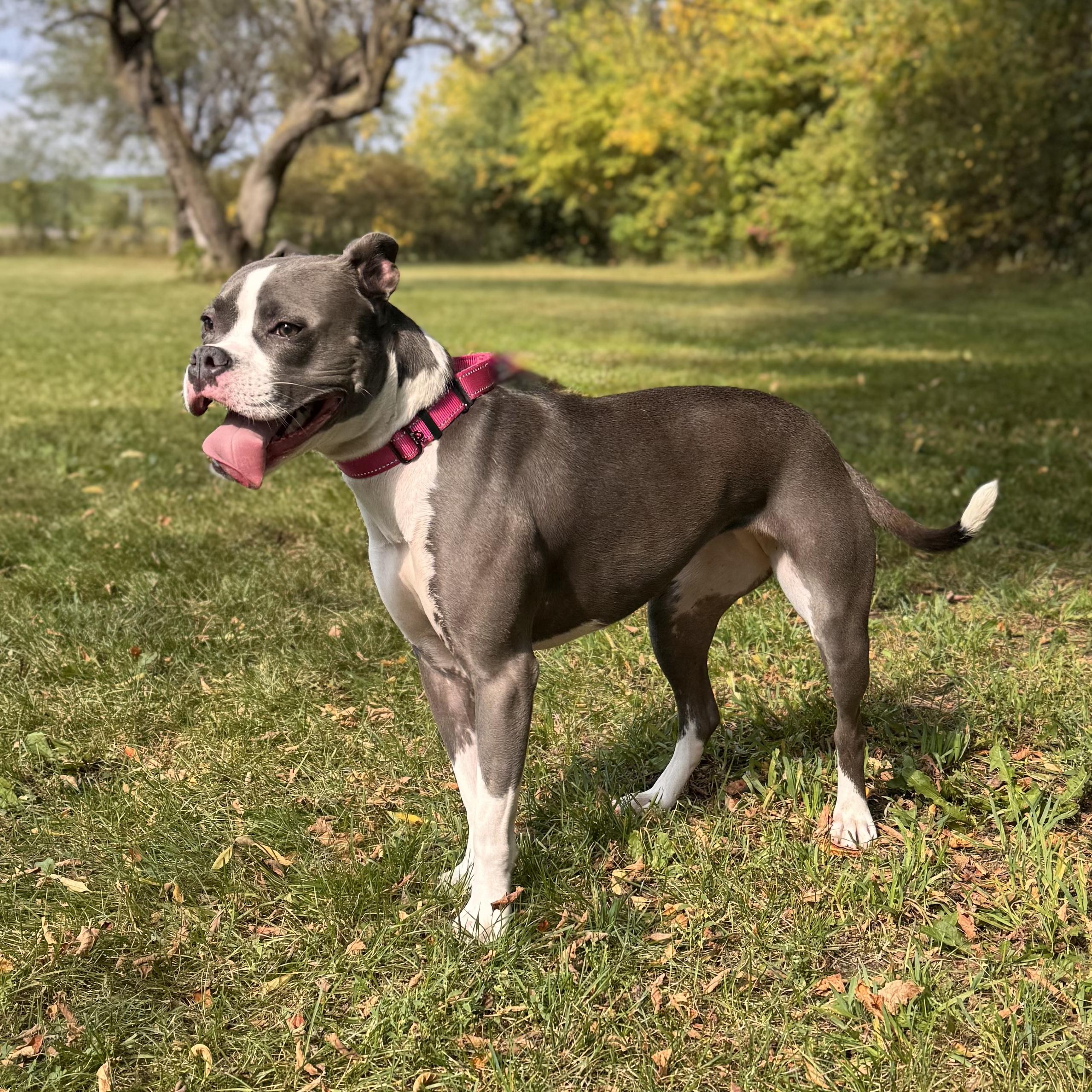 Princess, a Adoptable Boston Terrier in Midland, MI image 2/5
