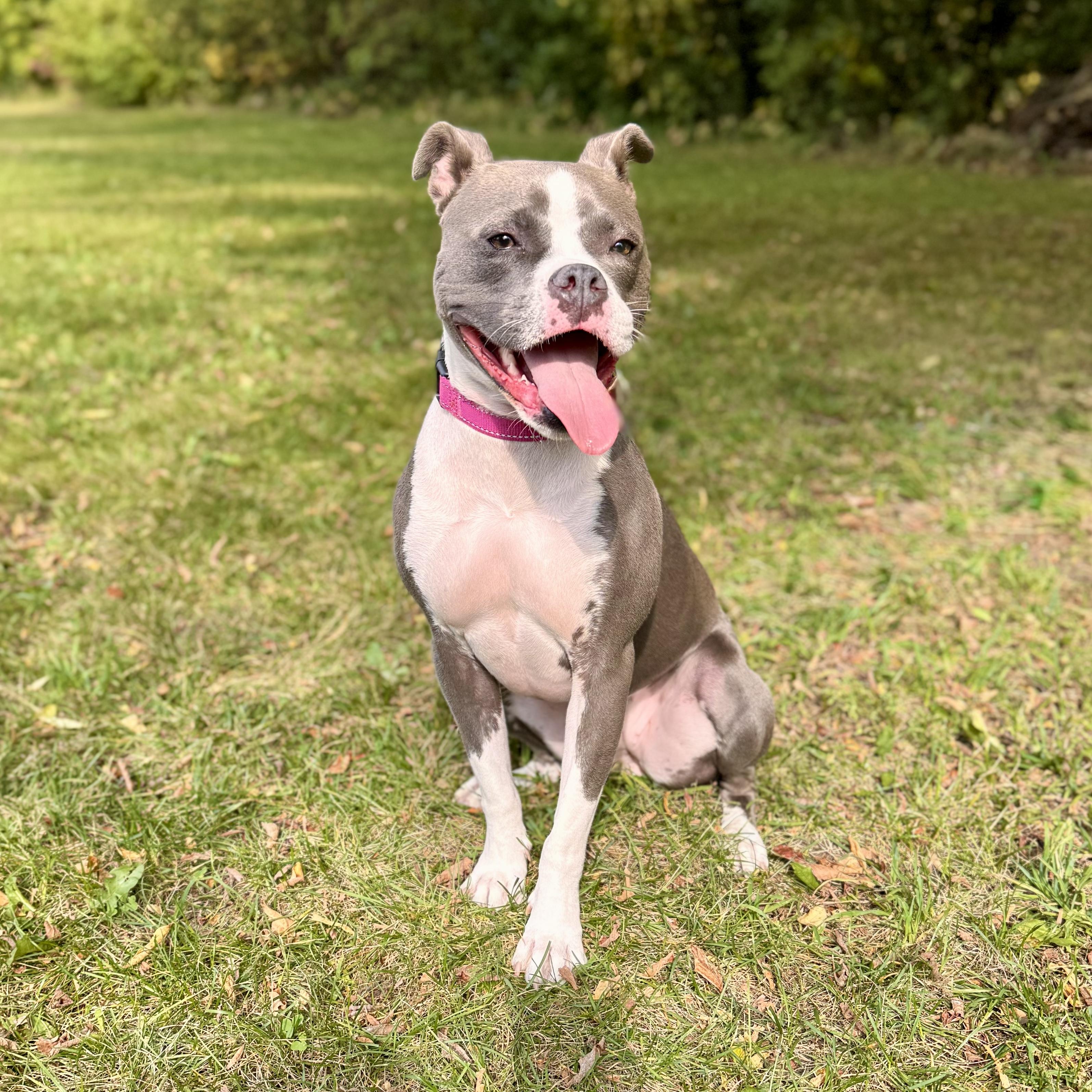 Princess, a Adoptable Boston Terrier in Midland, MI image 5/5