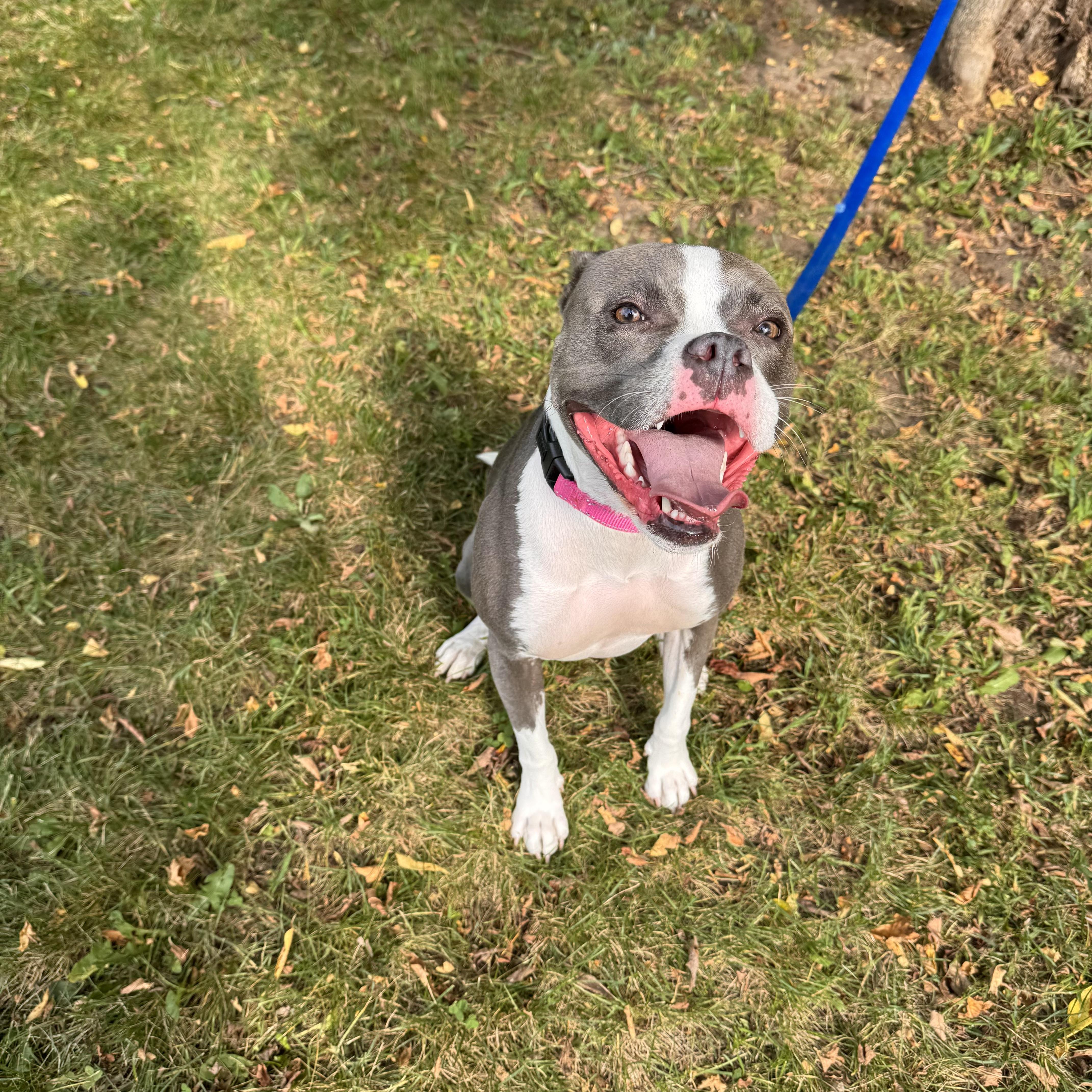 Princess, a Adoptable Boston Terrier in Midland, MI image 4/5