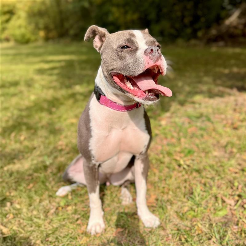 Princess, a Adoptable Boston Terrier in Midland, MI image 3/5