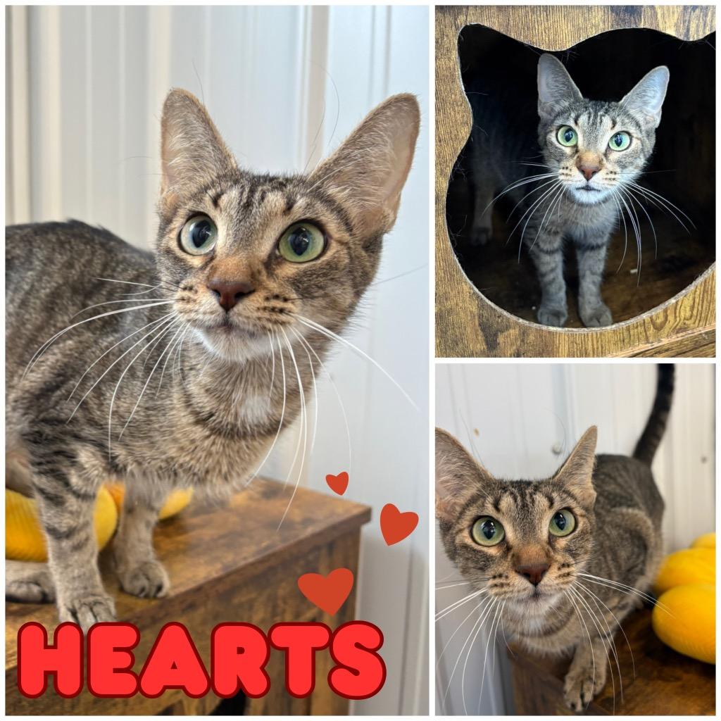 Hearts - Silo, Adoptable, Adult Female Domestic Short Hair.