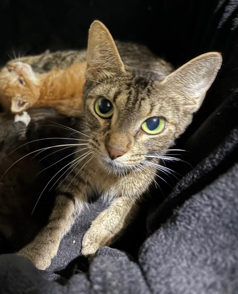 Hearts - Silo, a Adoptable mixed breed in Pierceton, IN image 2/2