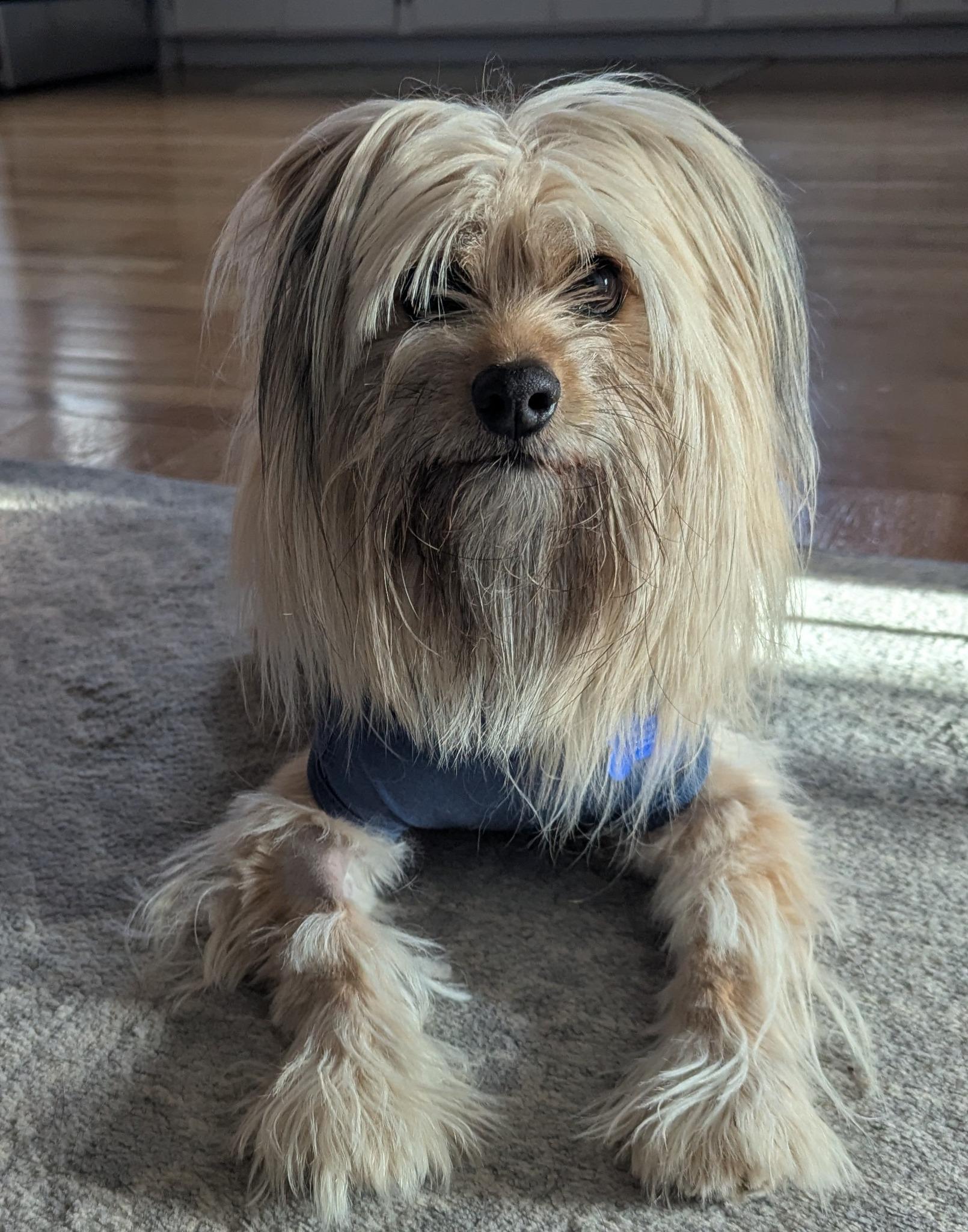 Pancake, ADOPTABLE, Adult Female Terrier & Yorkshire Terrier.