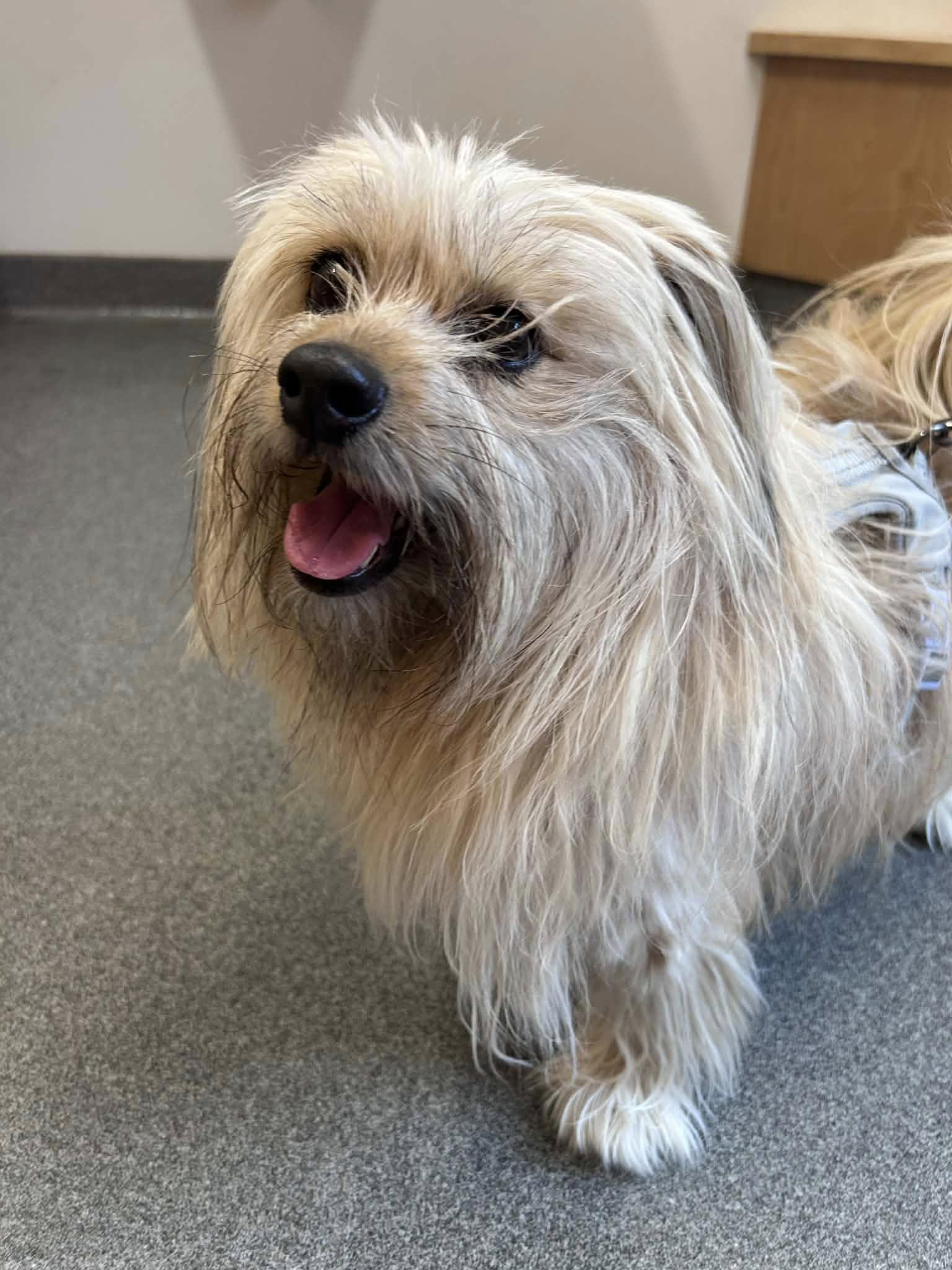 Pancake, a ADOPTABLE mixed breed in Chelmsford, MA image 2/3