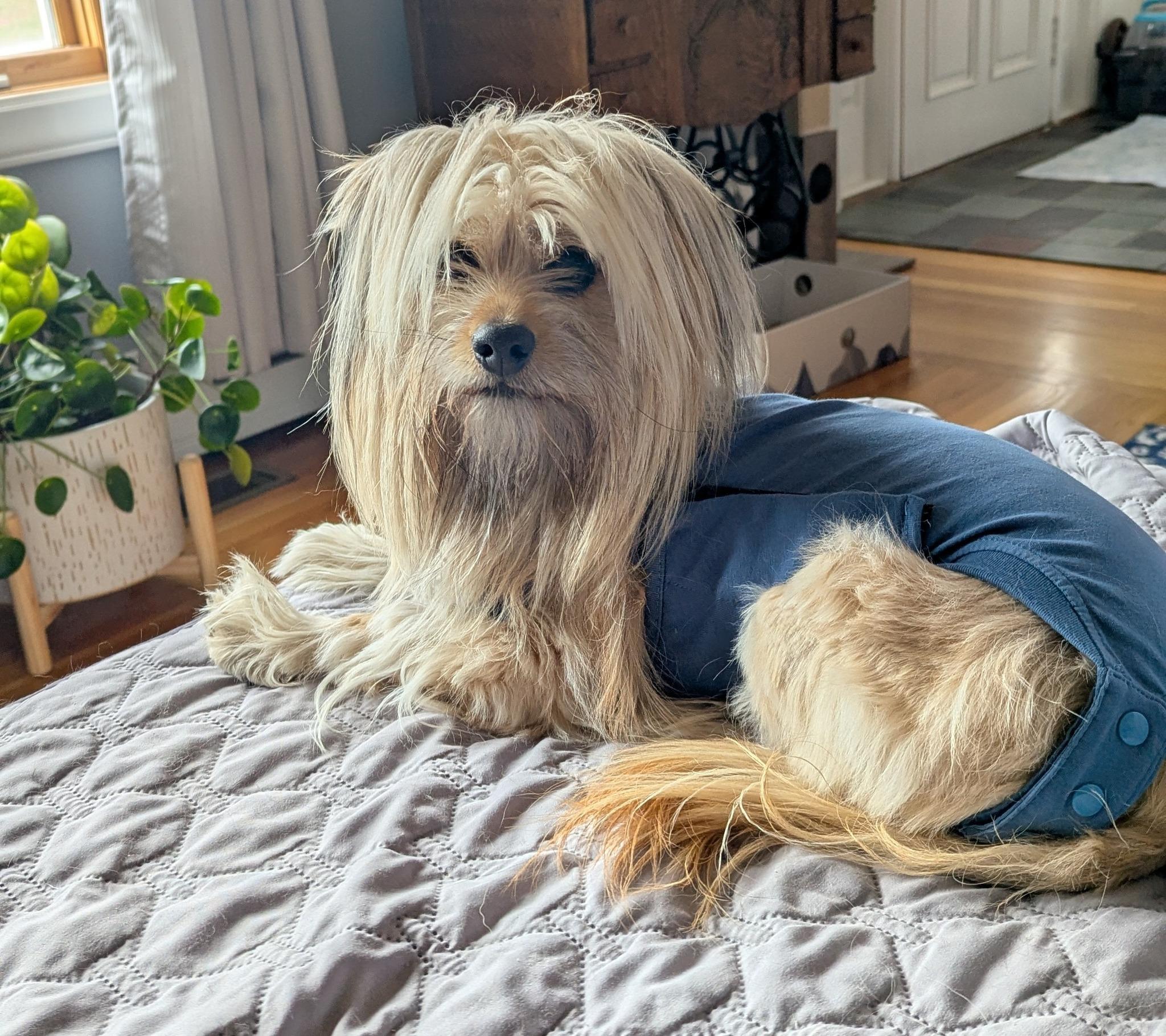 Pancake, a ADOPTABLE mixed breed in Chelmsford, MA image 3/3