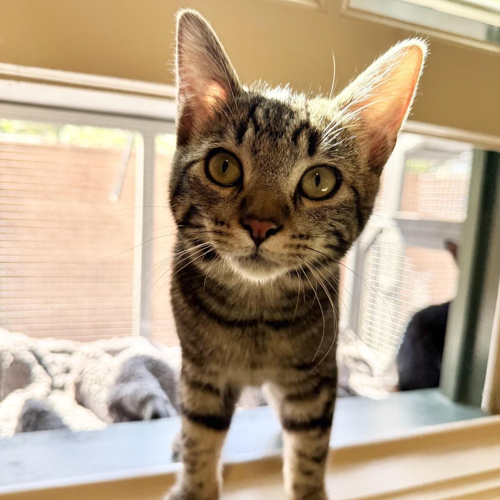 Enlarge Rosalyn, a Adoptable Domestic Short Hair in Agoura Hills, CA image 4/6