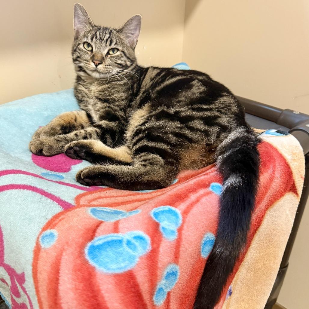 Enlarge Rosalyn, a Adoptable Domestic Short Hair in Agoura Hills, CA image 5/6