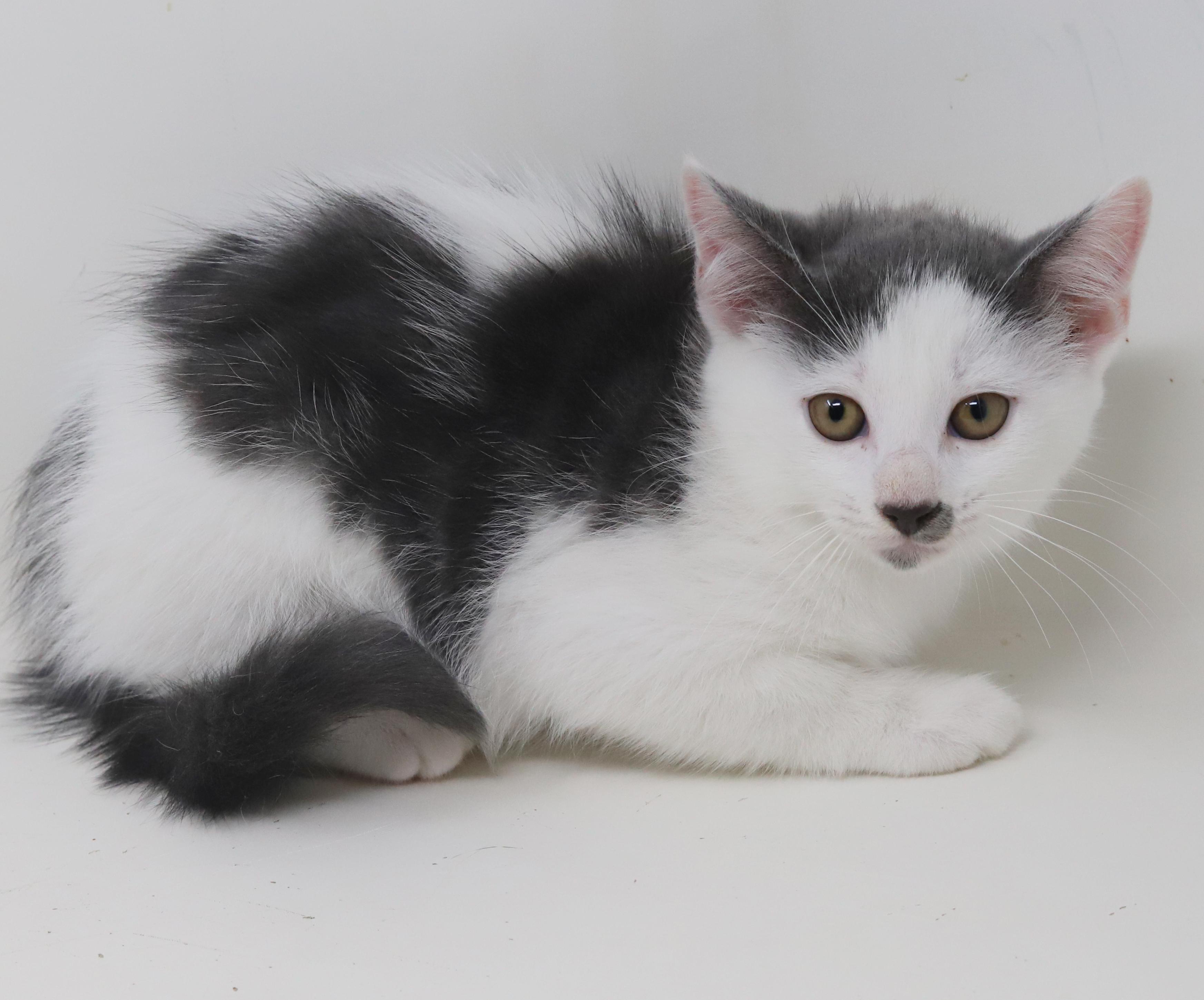 Spring is sweet and sooo special!   Round faced snuggle bug!, an adoptable Turkish Van, Ragdoll in Bedford Hills, NY, 10507 | Photo Image 2