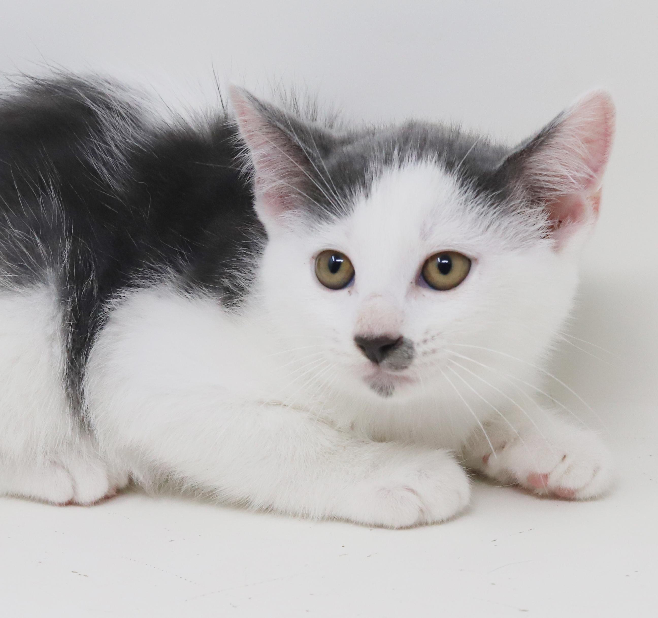 Spring is sweet and sooo special!   Round faced snuggle bug!, an adoptable Turkish Van, Ragdoll in Bedford Hills, NY, 10507 | Photo Image 3