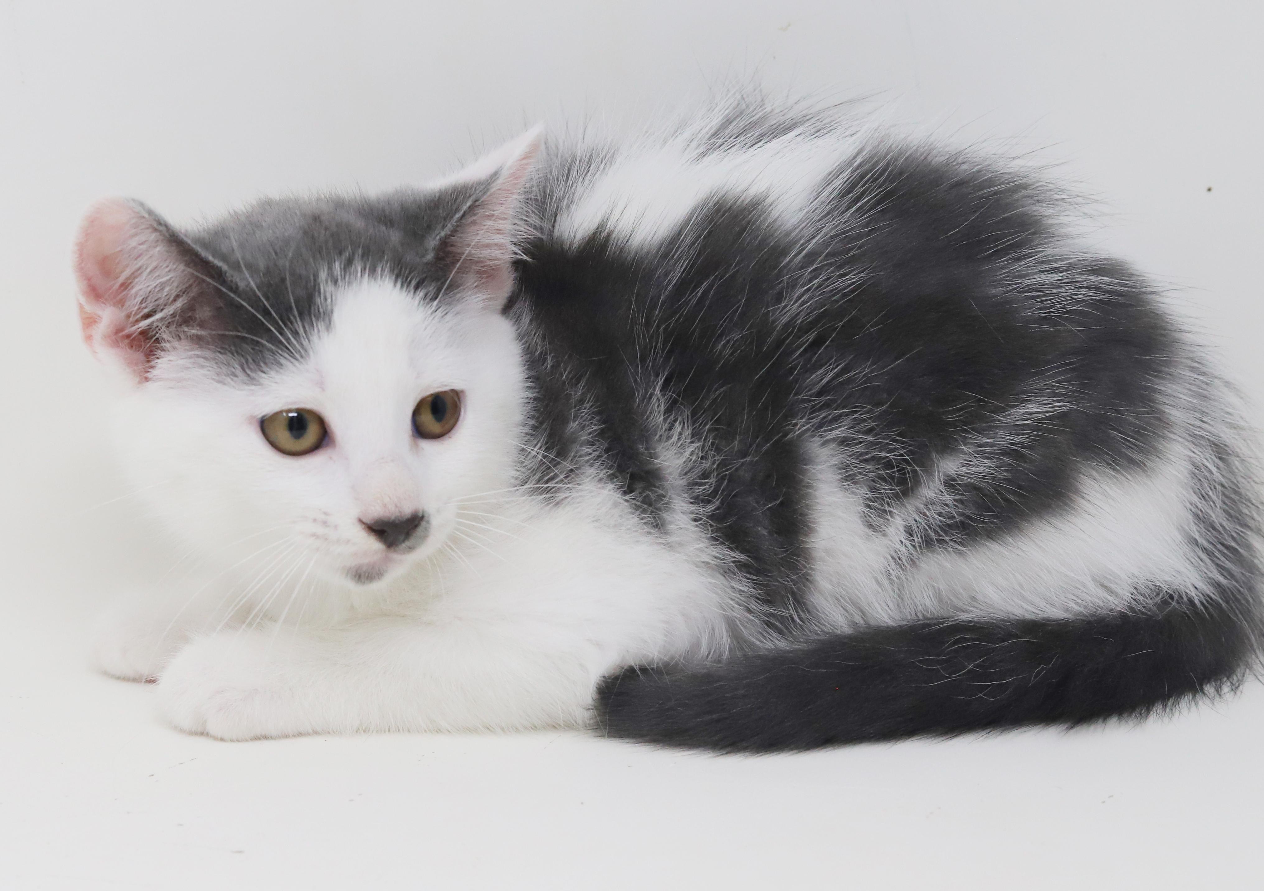 Spring is sweet and sooo special!   Round faced snuggle bug!, an adoptable Turkish Van, Ragdoll in Bedford Hills, NY, 10507 | Photo Image 4