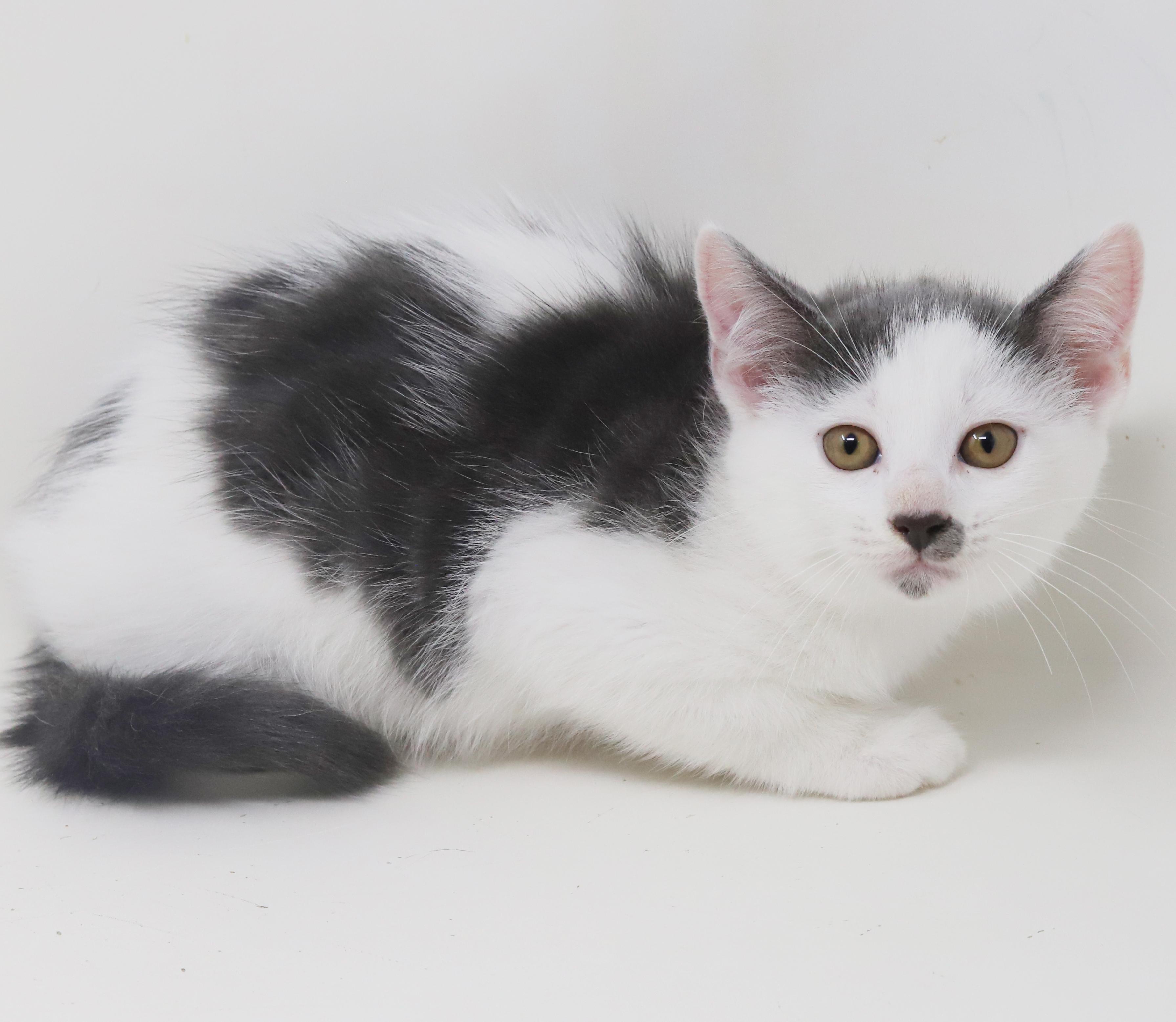 Spring is sweet and sooo special!   Round faced snuggle bug!, an adoptable Turkish Van, Ragdoll in Bedford Hills, NY, 10507 | Photo Image 5