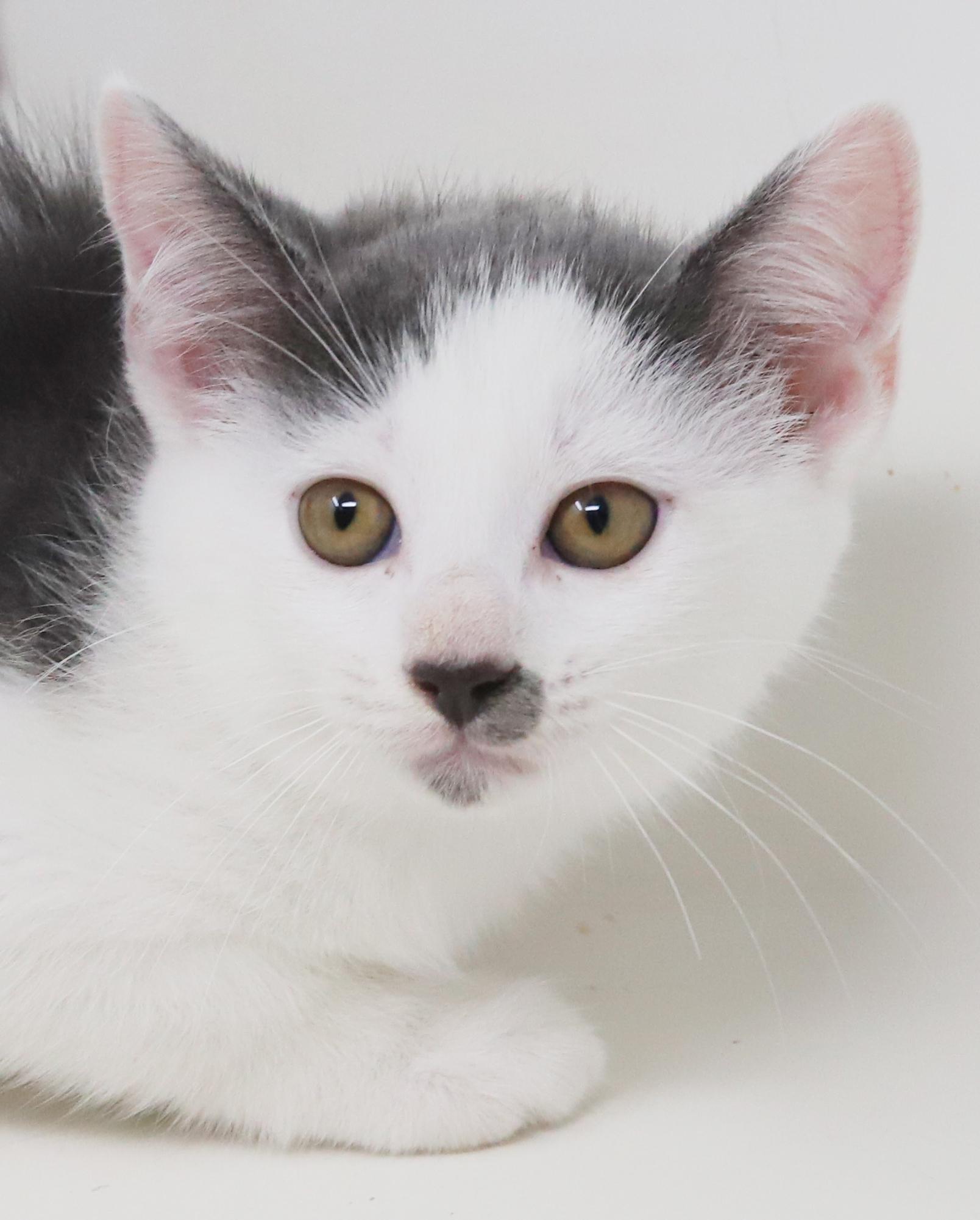 Spring is sweet and sooo special!   Round faced snuggle bug!, an adoptable Turkish Van, Ragdoll in Bedford Hills, NY, 10507 | Photo Image 1