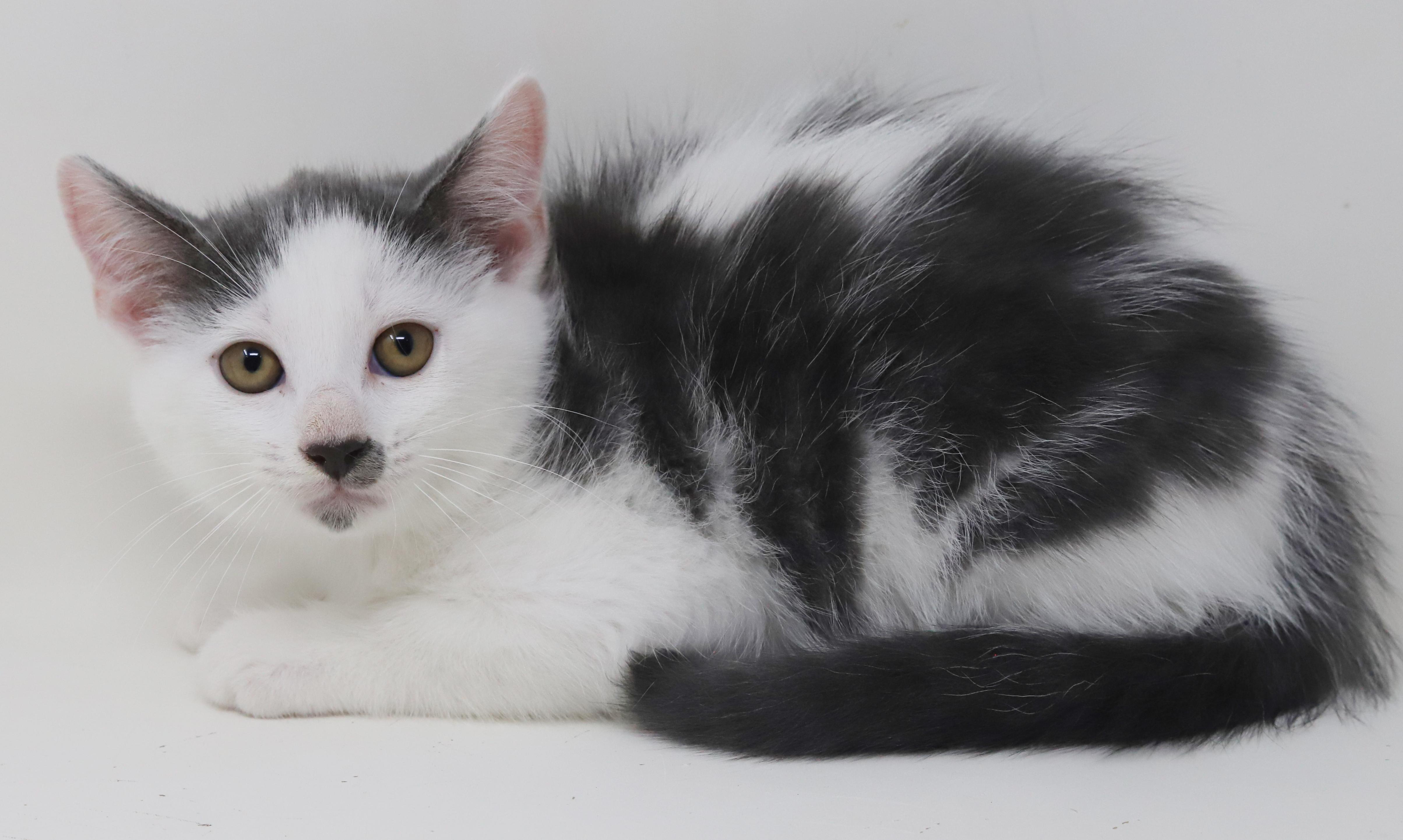 Spring is sweet and sooo special!   Round faced snuggle bug!, an adoptable Turkish Van, Ragdoll in Bedford Hills, NY, 10507 | Photo Image 6