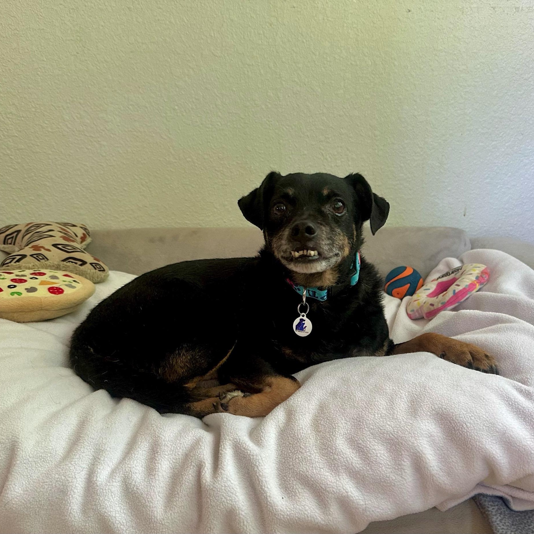 Sid, a ADOPTABLE mixed breed in High Ridge, MO image 2/6