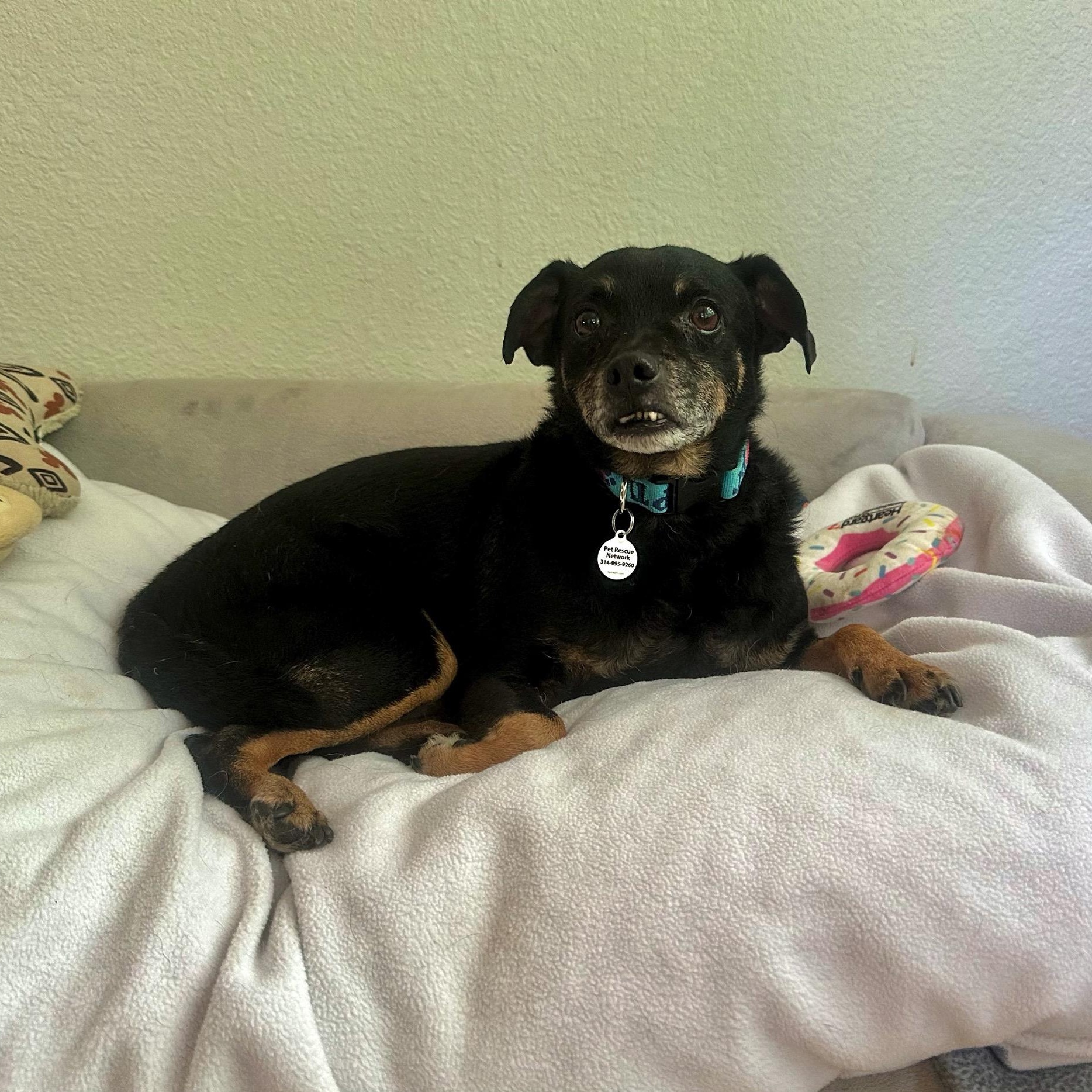 Sid, a ADOPTABLE mixed breed in High Ridge, MO image 5/6