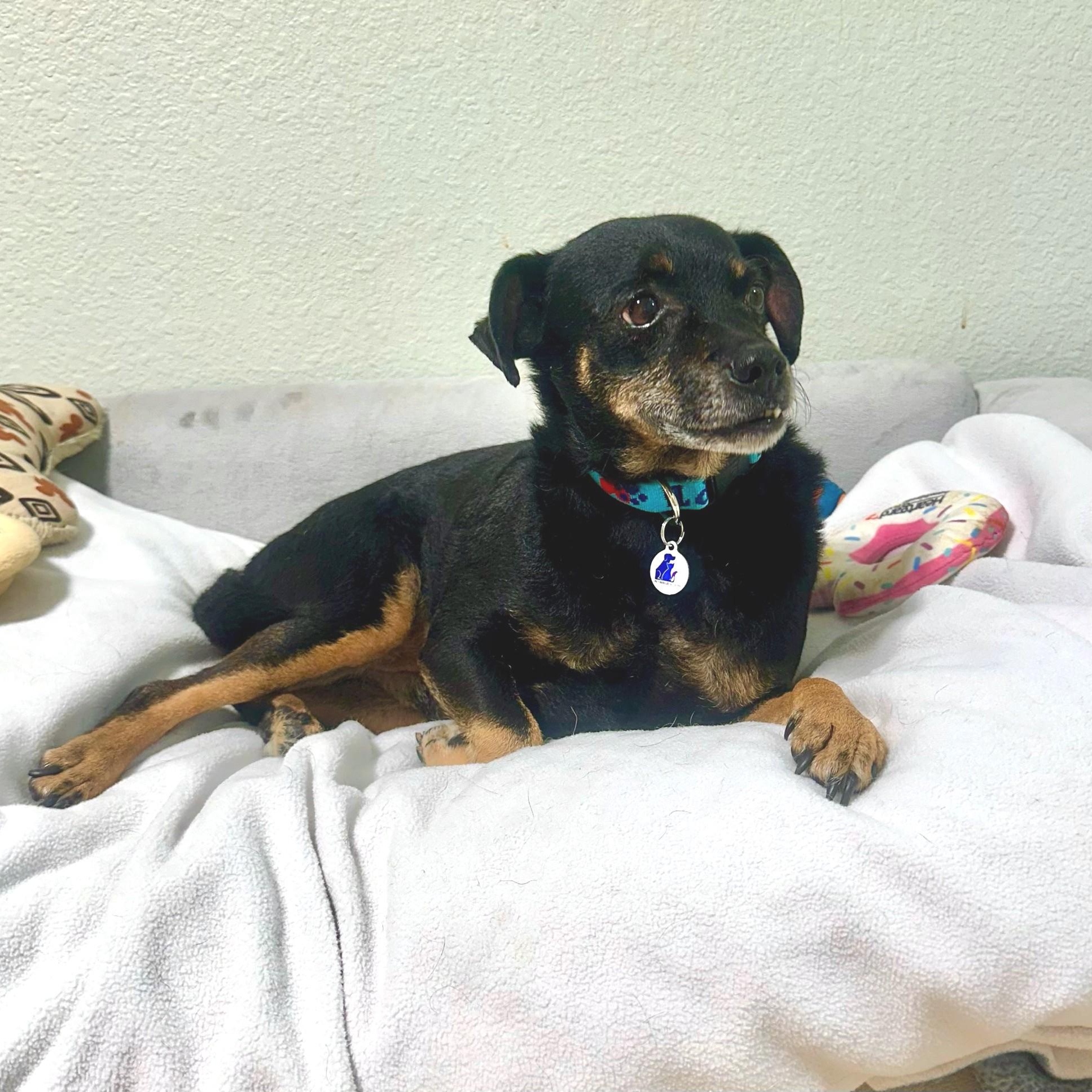 Sid, a ADOPTABLE mixed breed in High Ridge, MO image 6/6