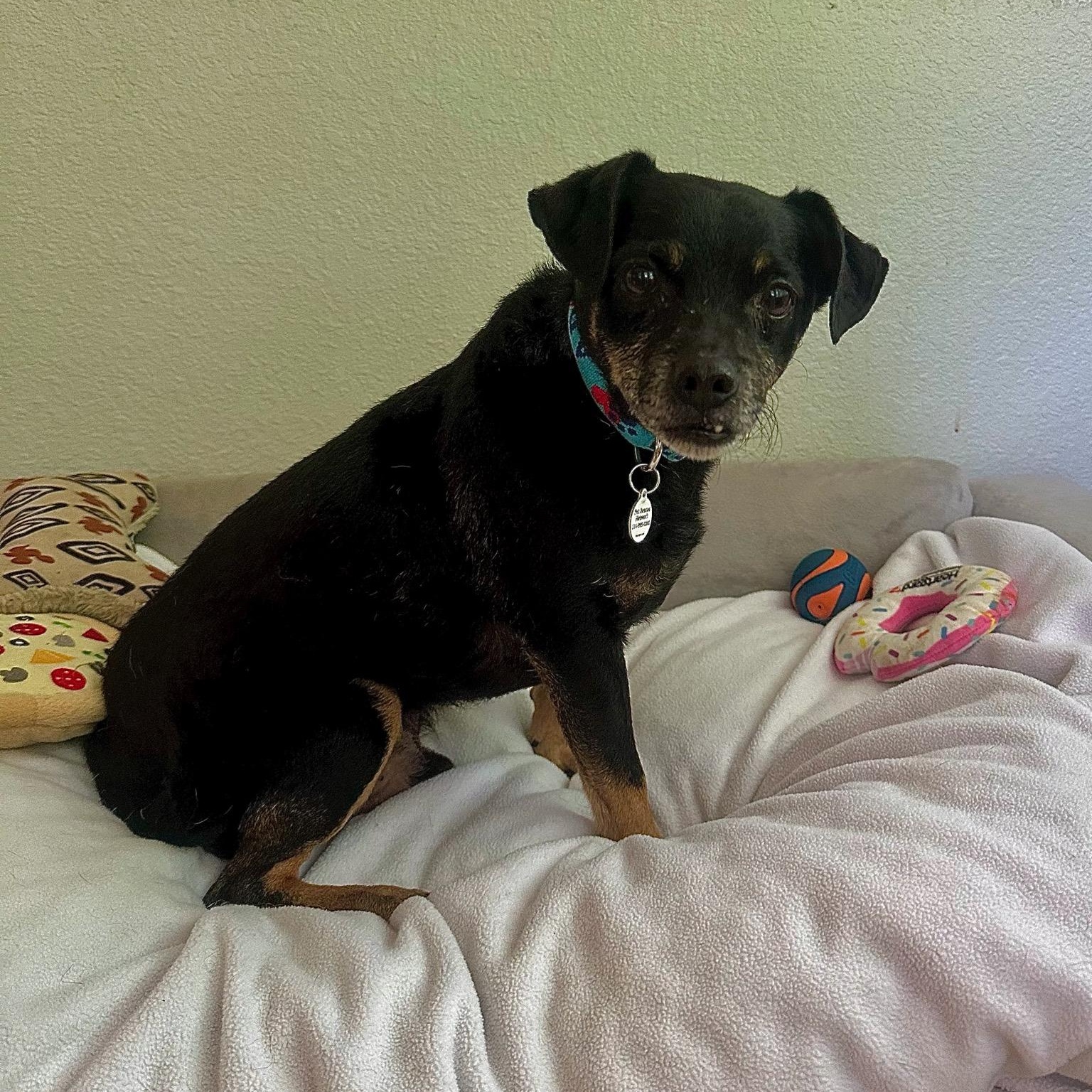 Sid, a ADOPTABLE mixed breed in High Ridge, MO image 3/6
