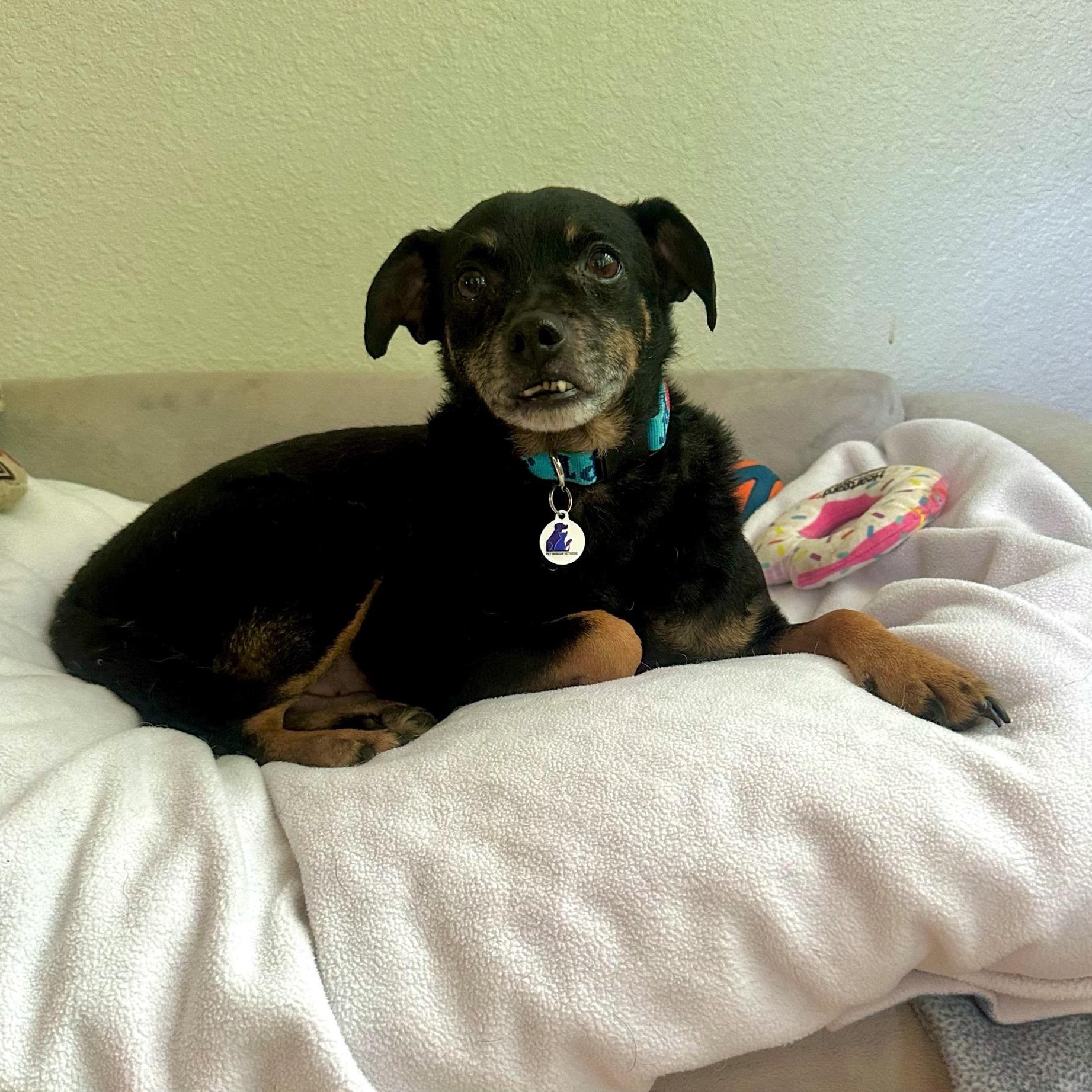 Sid, a ADOPTABLE mixed breed in High Ridge, MO image 1/6