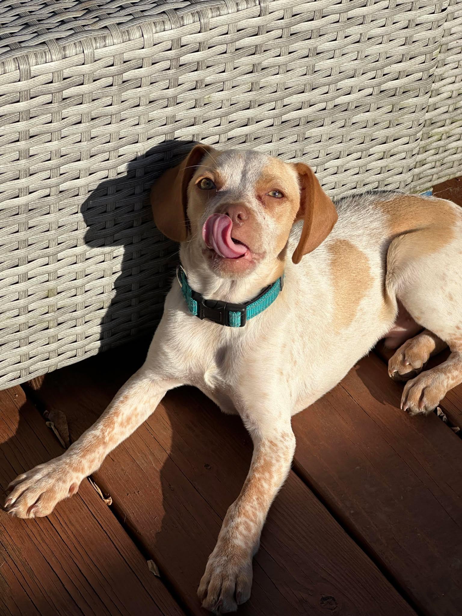 Enlarge Zuke, a Adoptable mixed breed in Westwood, NJ image 4/6