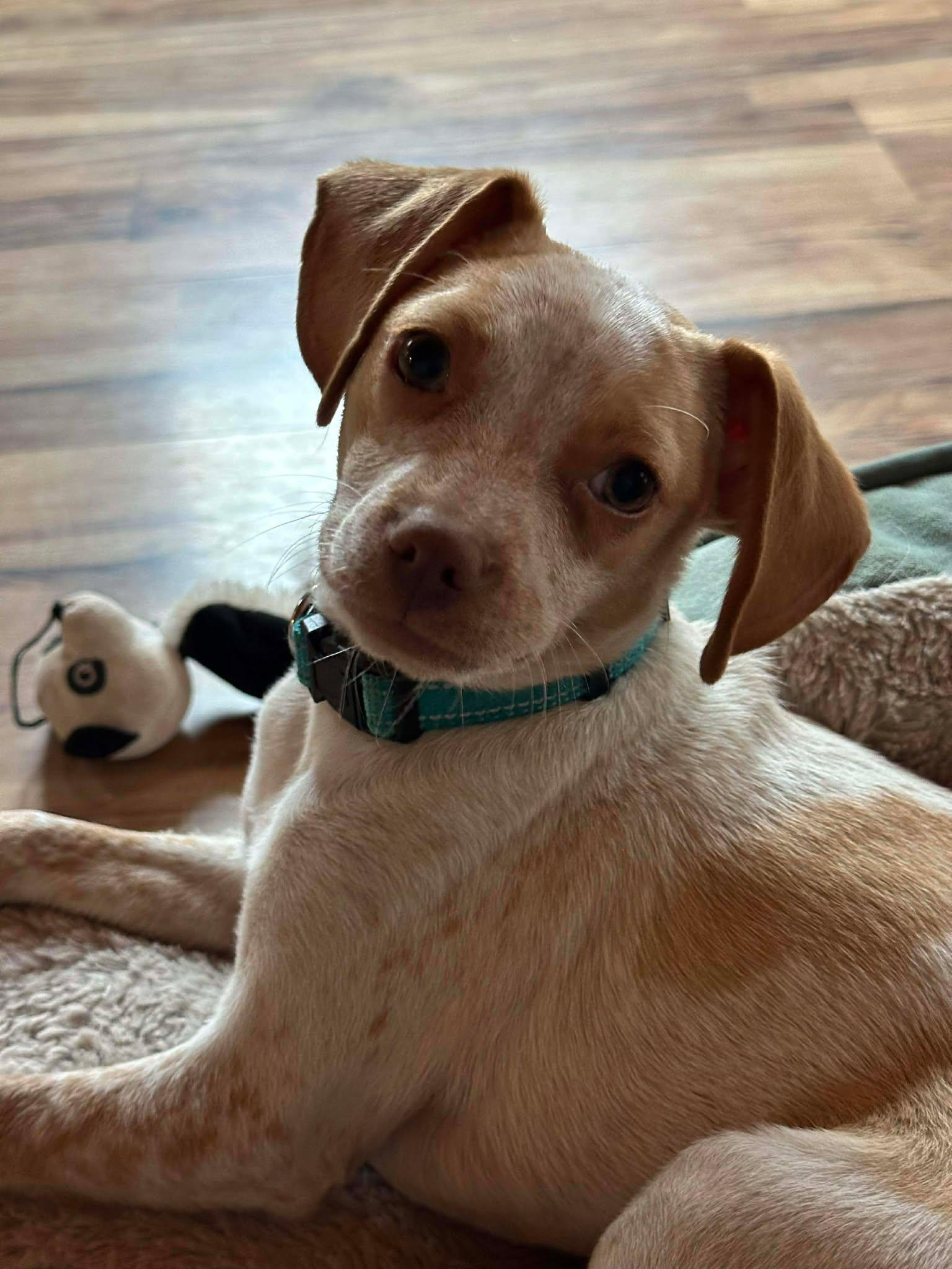 Enlarge Zuke, a Adoptable mixed breed in Westwood, NJ image 1/6