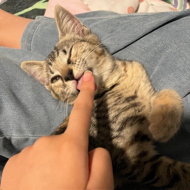 Chip, Adoptable, Kitten Female Domestic Short Hair.