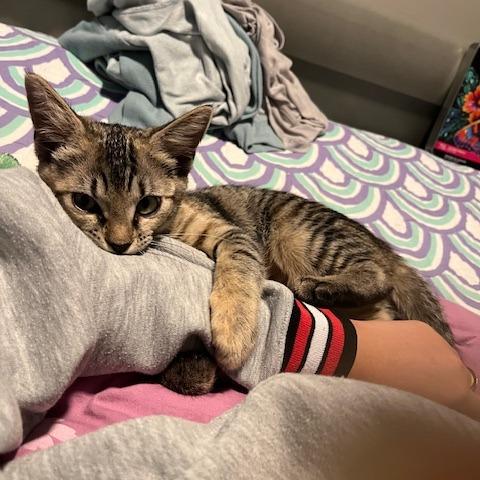 Enlarge Chip, a Adoptable Domestic Short Hair in Richmond, VA image 2/6