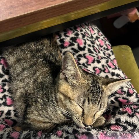 Enlarge Chip, a Adoptable Domestic Short Hair in Richmond, VA image 3/6