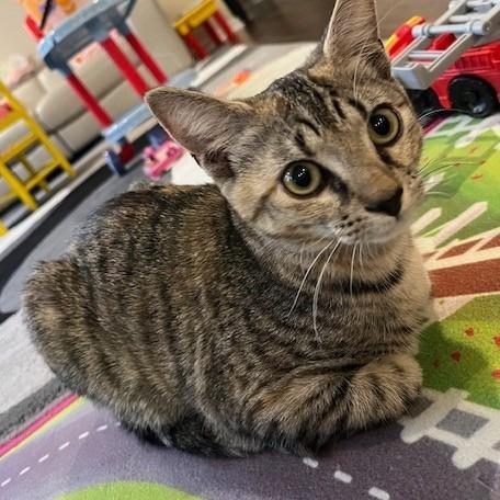 Enlarge Chip, a Adoptable Domestic Short Hair in Richmond, VA image 4/6