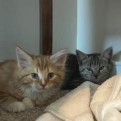 Enlarge Chip, a Adoptable Domestic Short Hair in Richmond, VA image 5/6