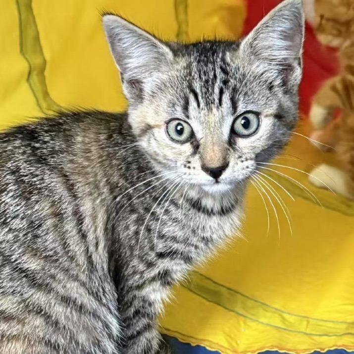 Enlarge Chip, a Adoptable Domestic Short Hair in Richmond, VA image 6/6