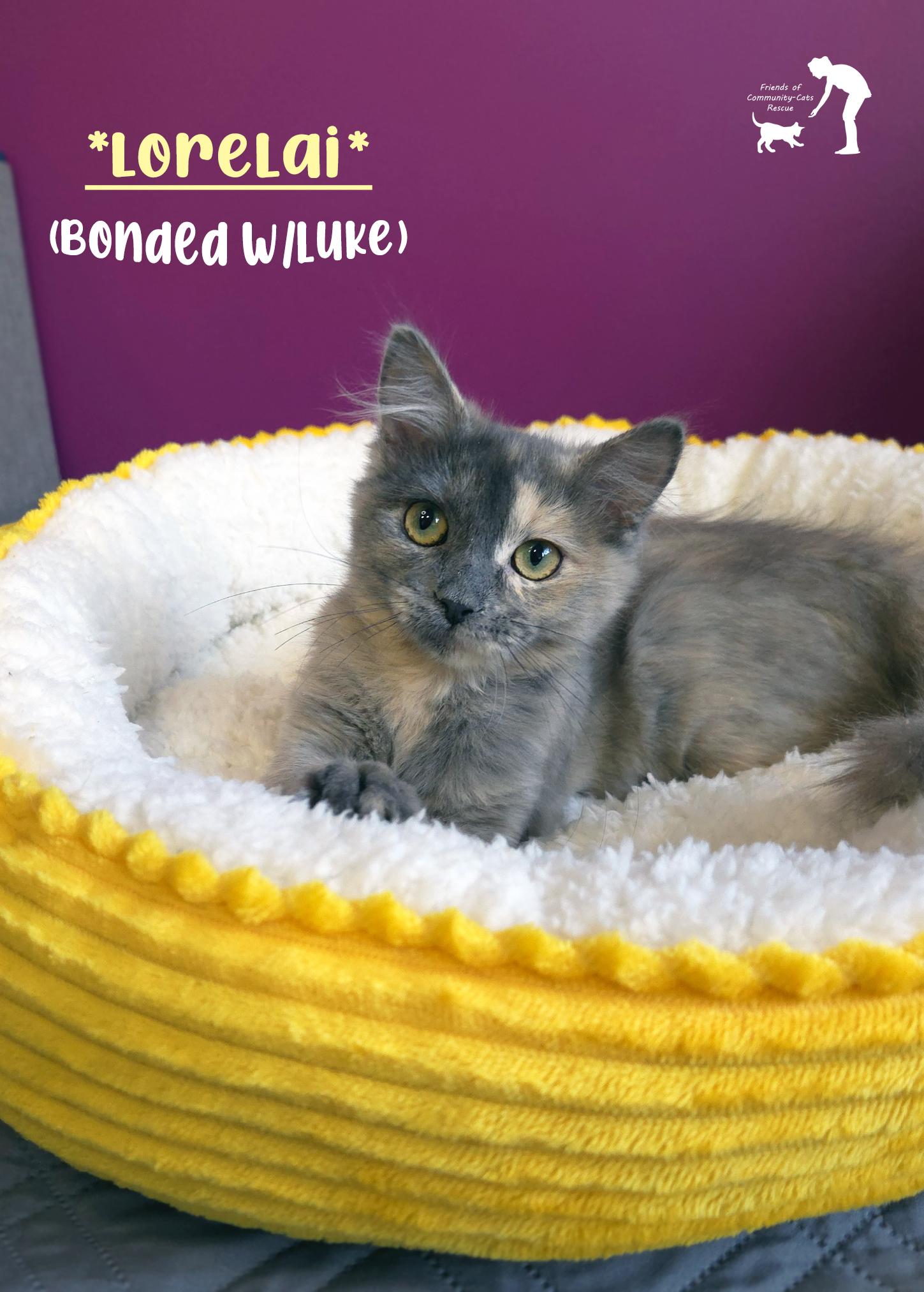 Lorelai (Bonded w-Luke), ADOPTABLE, Kitten Female Domestic Medium Hair.