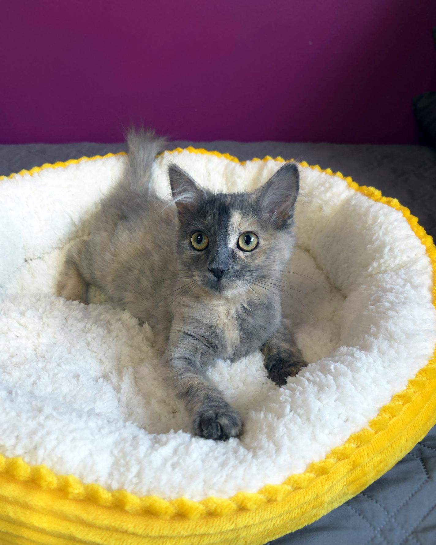 Lorelai (Bonded w-Luke), a ADOPTABLE Domestic Medium Hair in Centerville, UT image 2/4