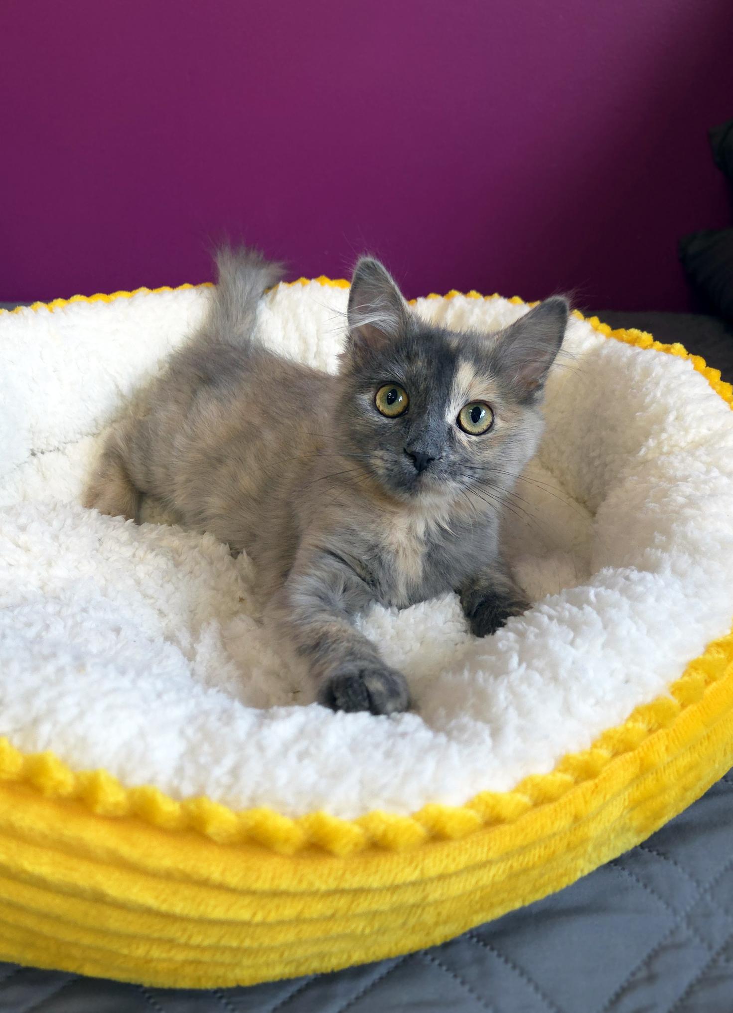 Lorelai (Bonded w-Luke), a ADOPTABLE Domestic Medium Hair in Centerville, UT image 3/4