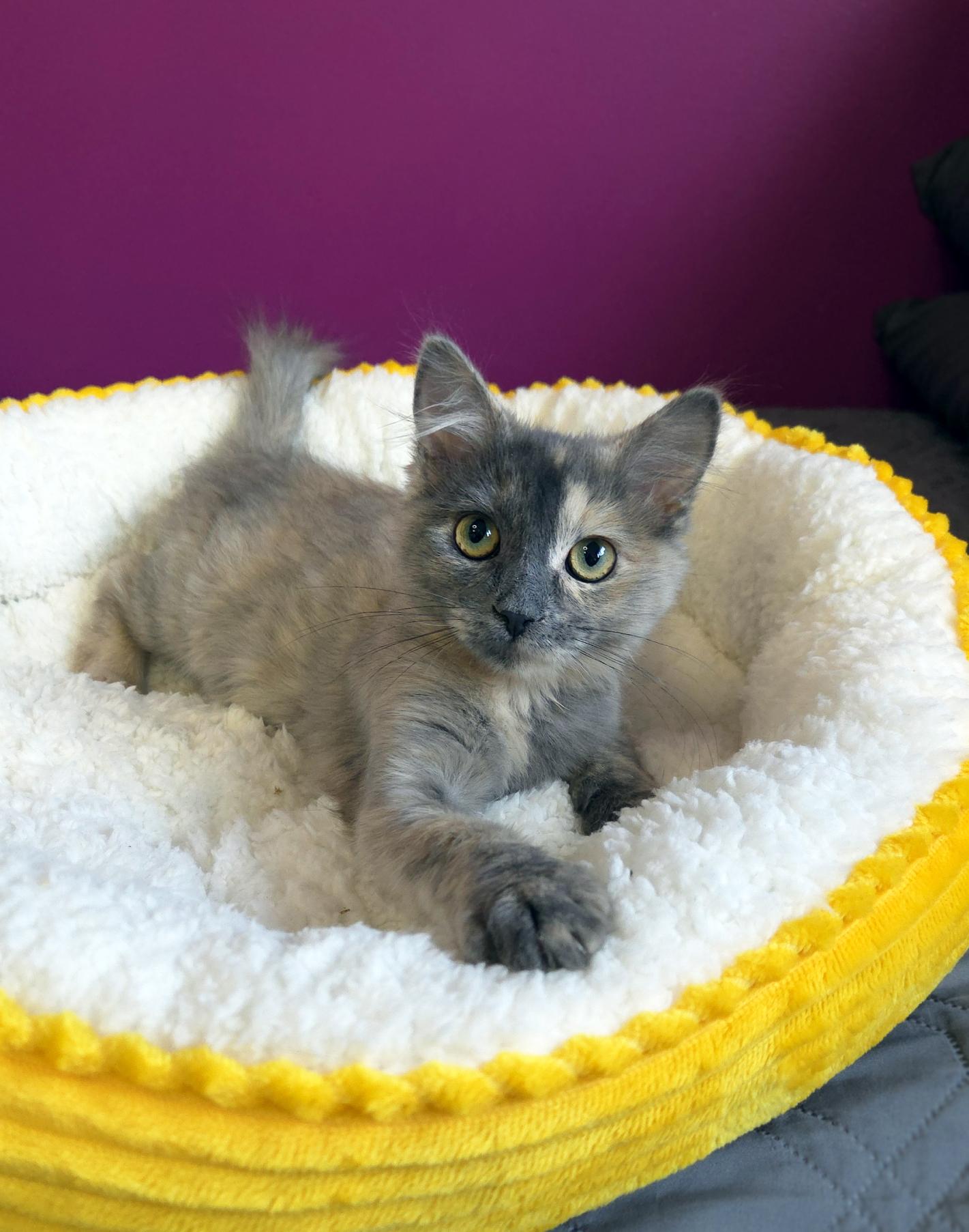 Lorelai (Bonded w-Luke), a ADOPTABLE Domestic Medium Hair in Centerville, UT image 4/4