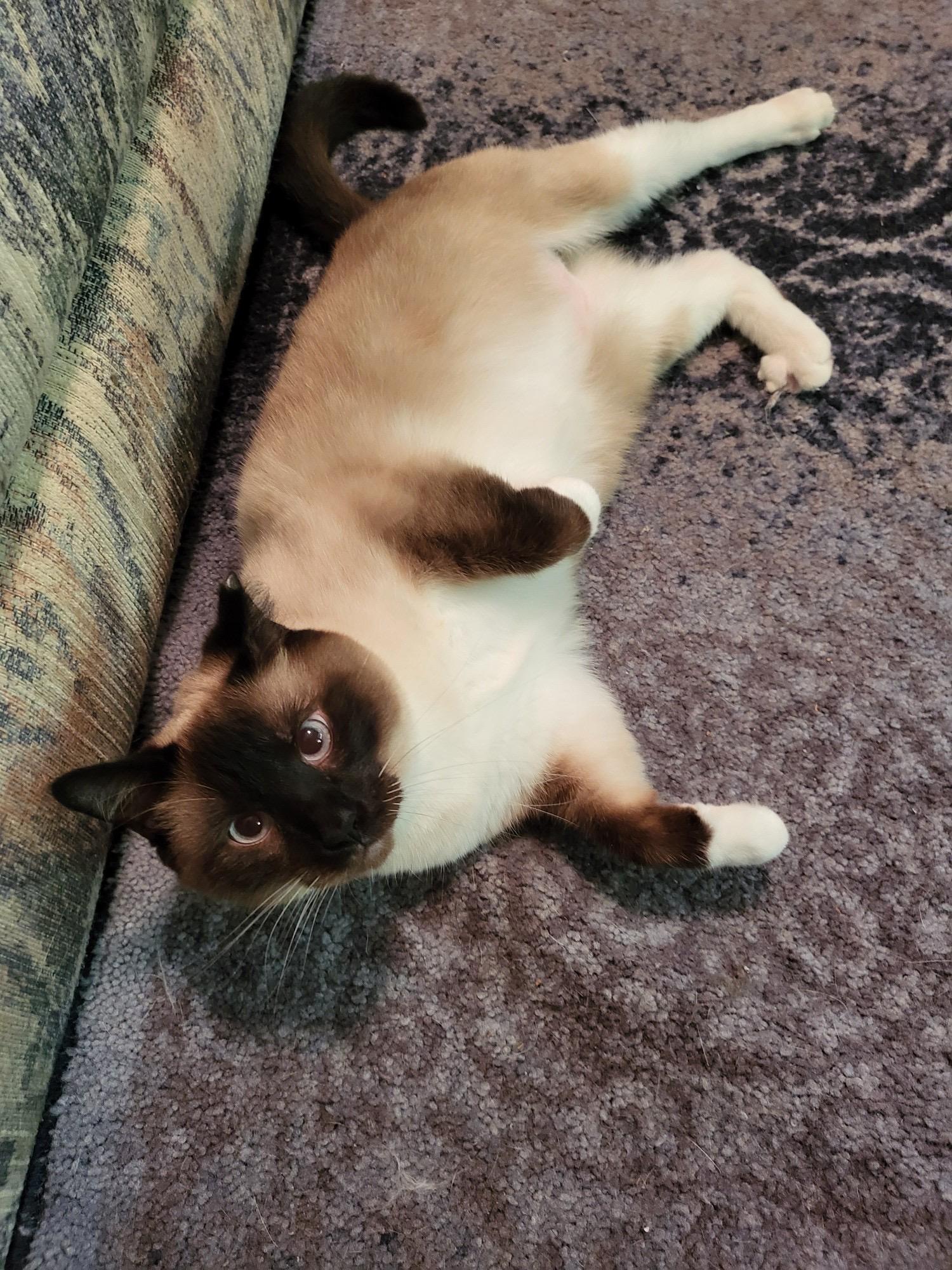 Enlarge Opal, a Adoptable mixed breed in ocala, FL image 1/1