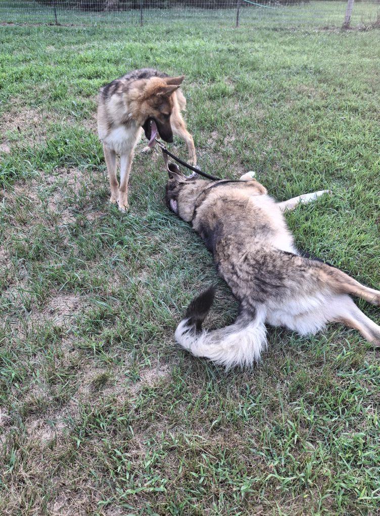 Kyle Gene!, an adopted German Shepherd Dog in Port Huron, MI image 2/4