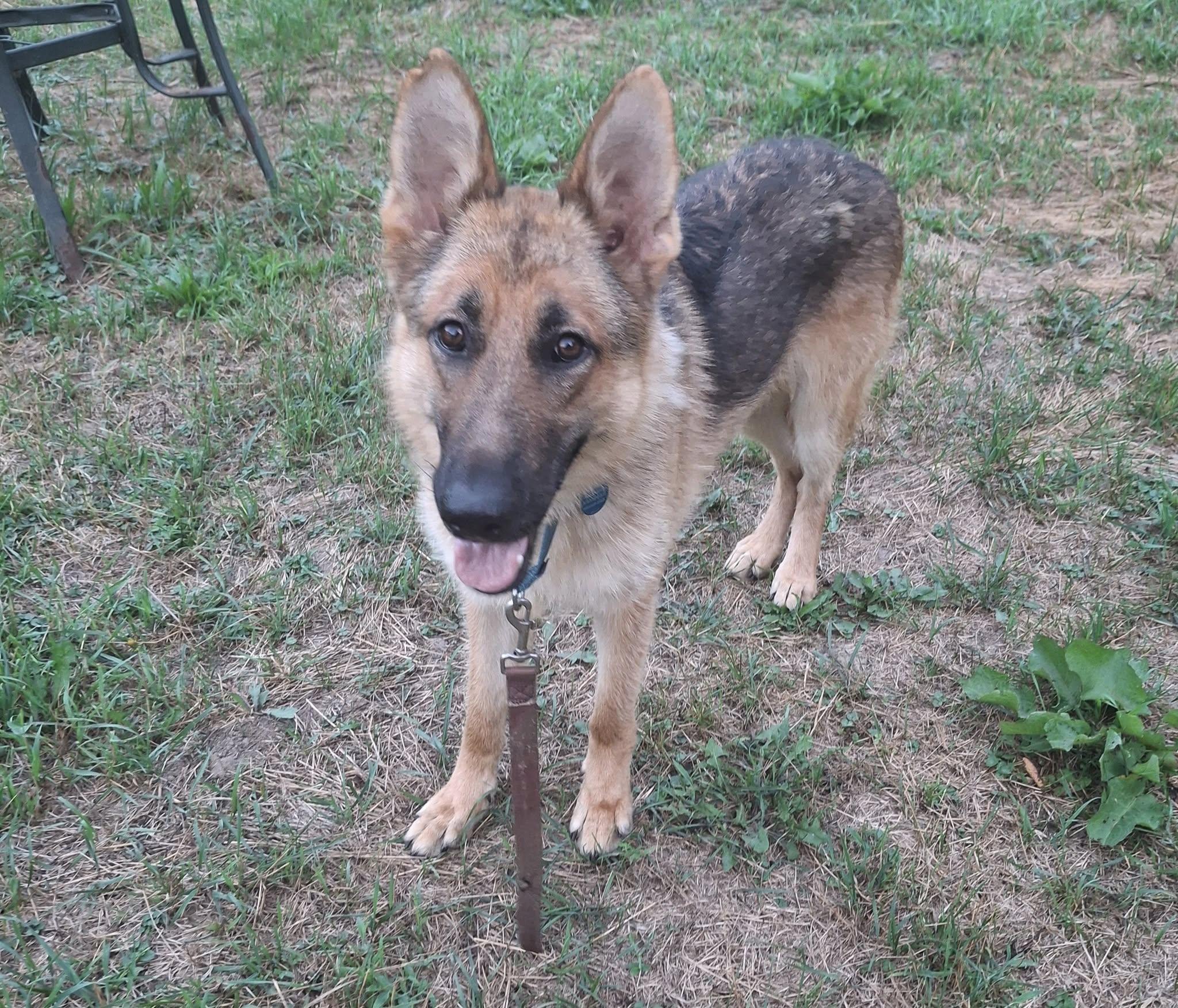Kyle Gene!, Adoptable, Young Male German Shepherd Dog.